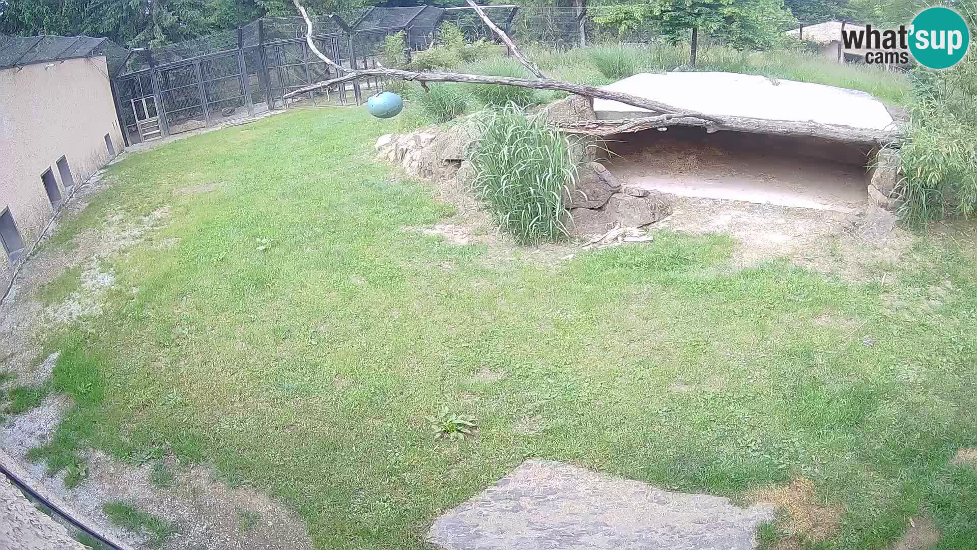 LION webcam en direct du zoo de Ljubljana – Slovénie