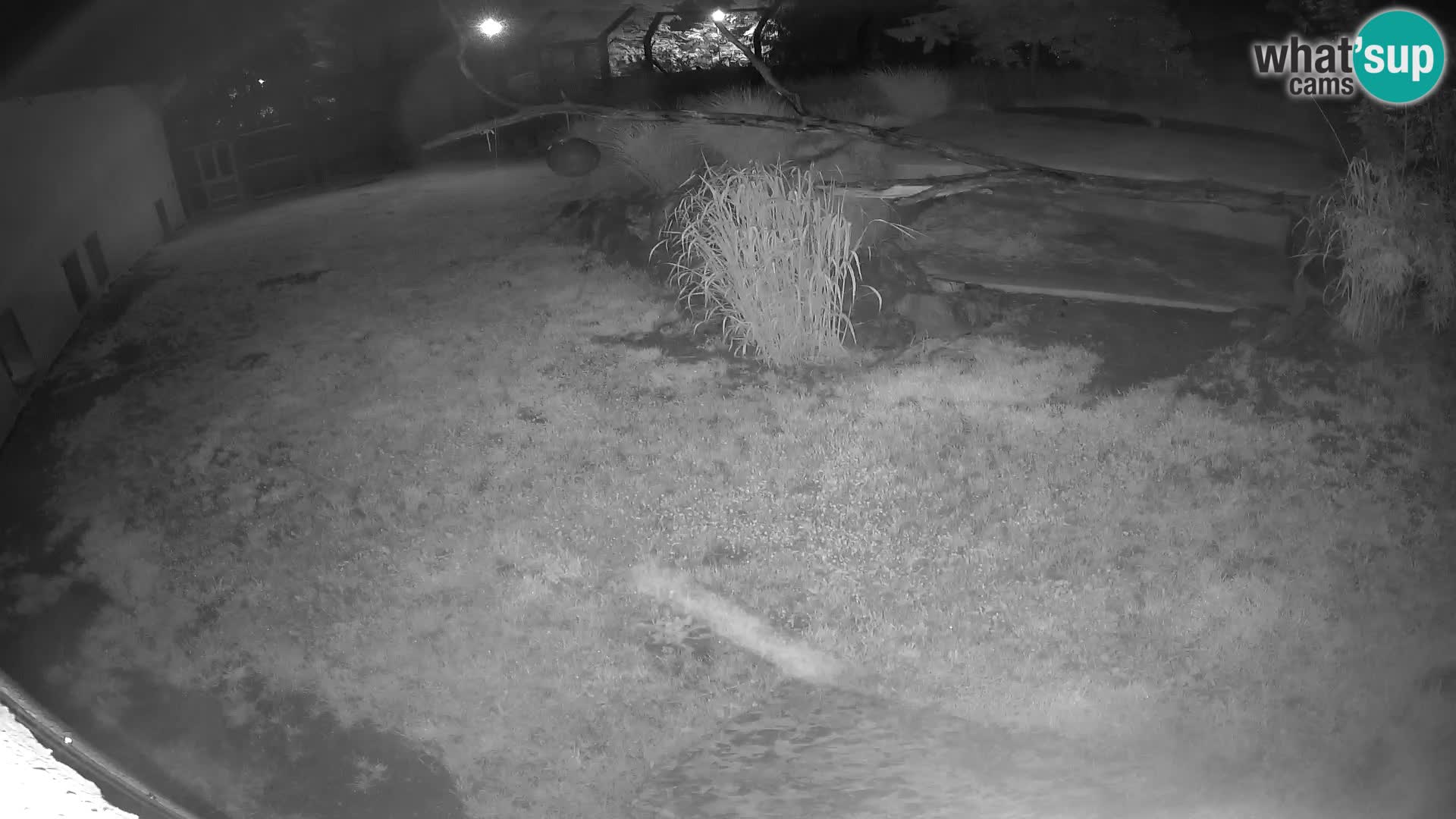 LEON Webcam en vivo en Ljubljana Zoo – Eslovenia