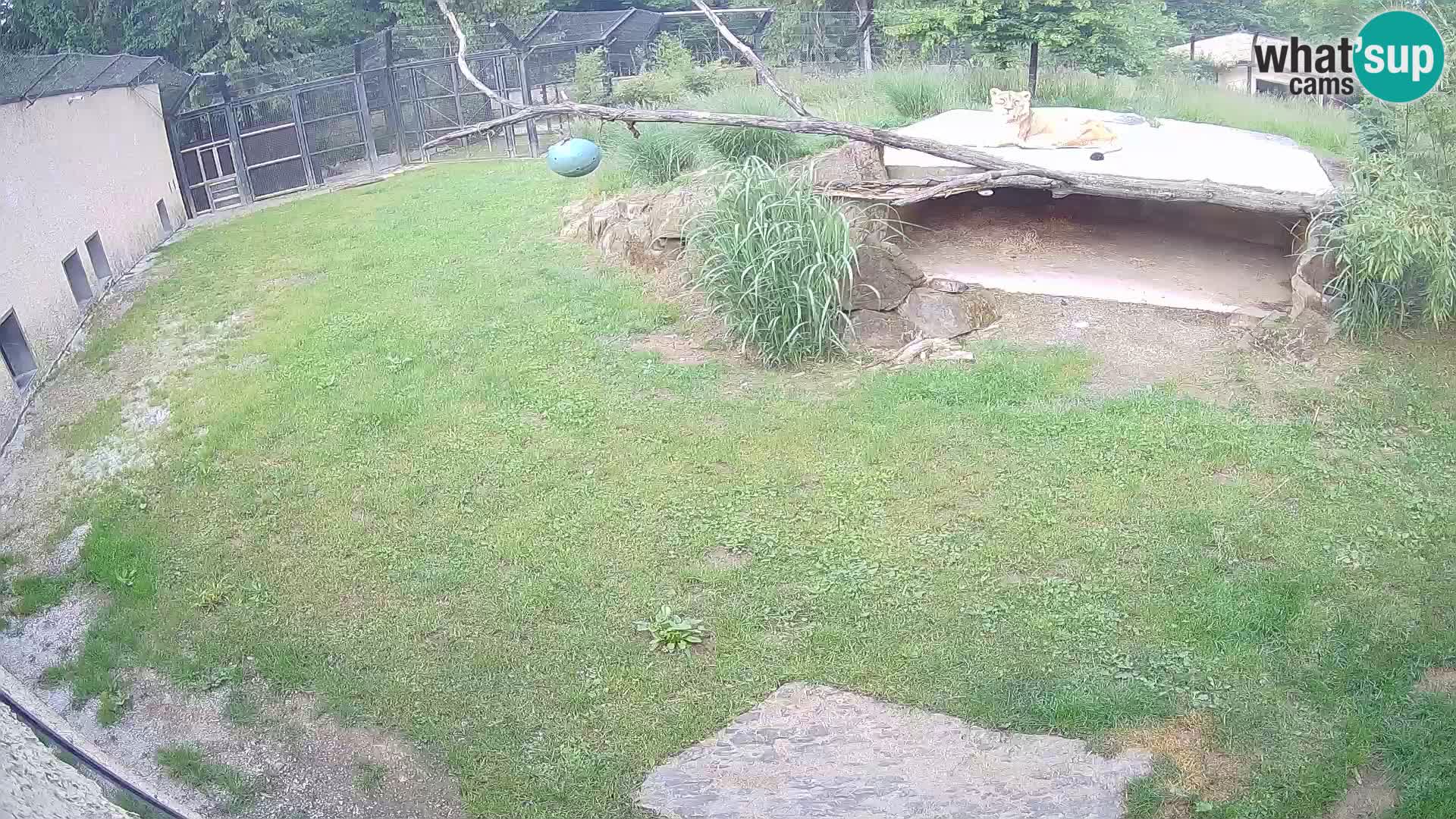 LEVI spletna kamera v živalskem vrtu Ljubljana Zoo
