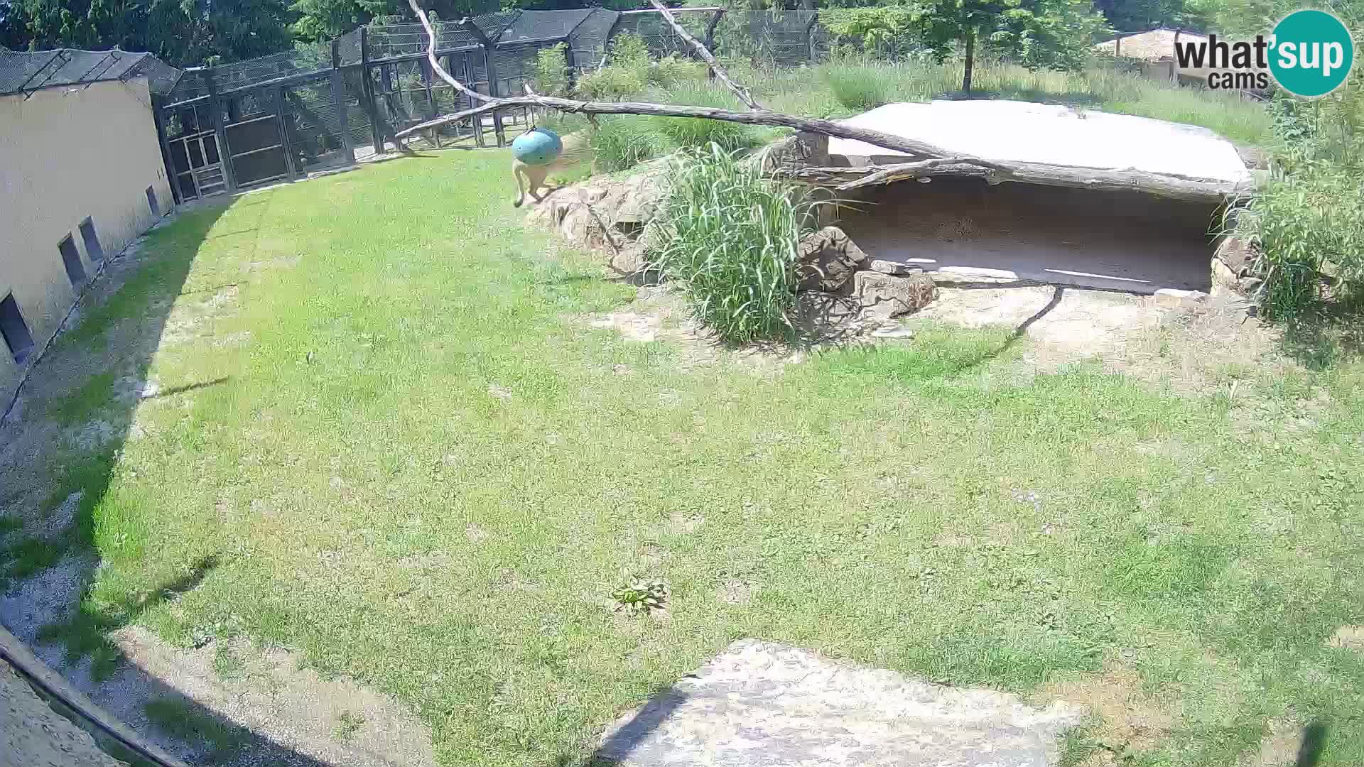 LEONE live Webcam nello zoo di Lubiana – Slovenia