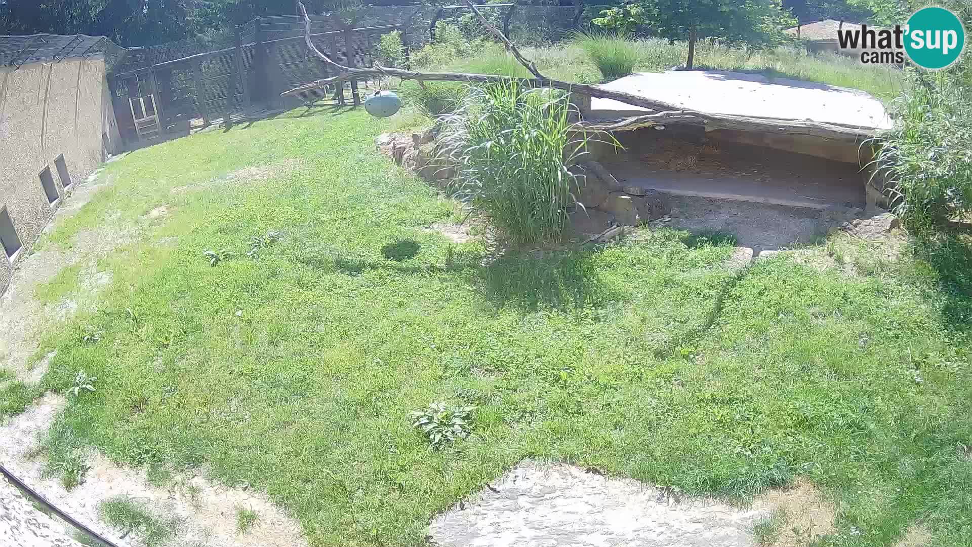 LEON Webcam en vivo en Ljubljana Zoo – Eslovenia