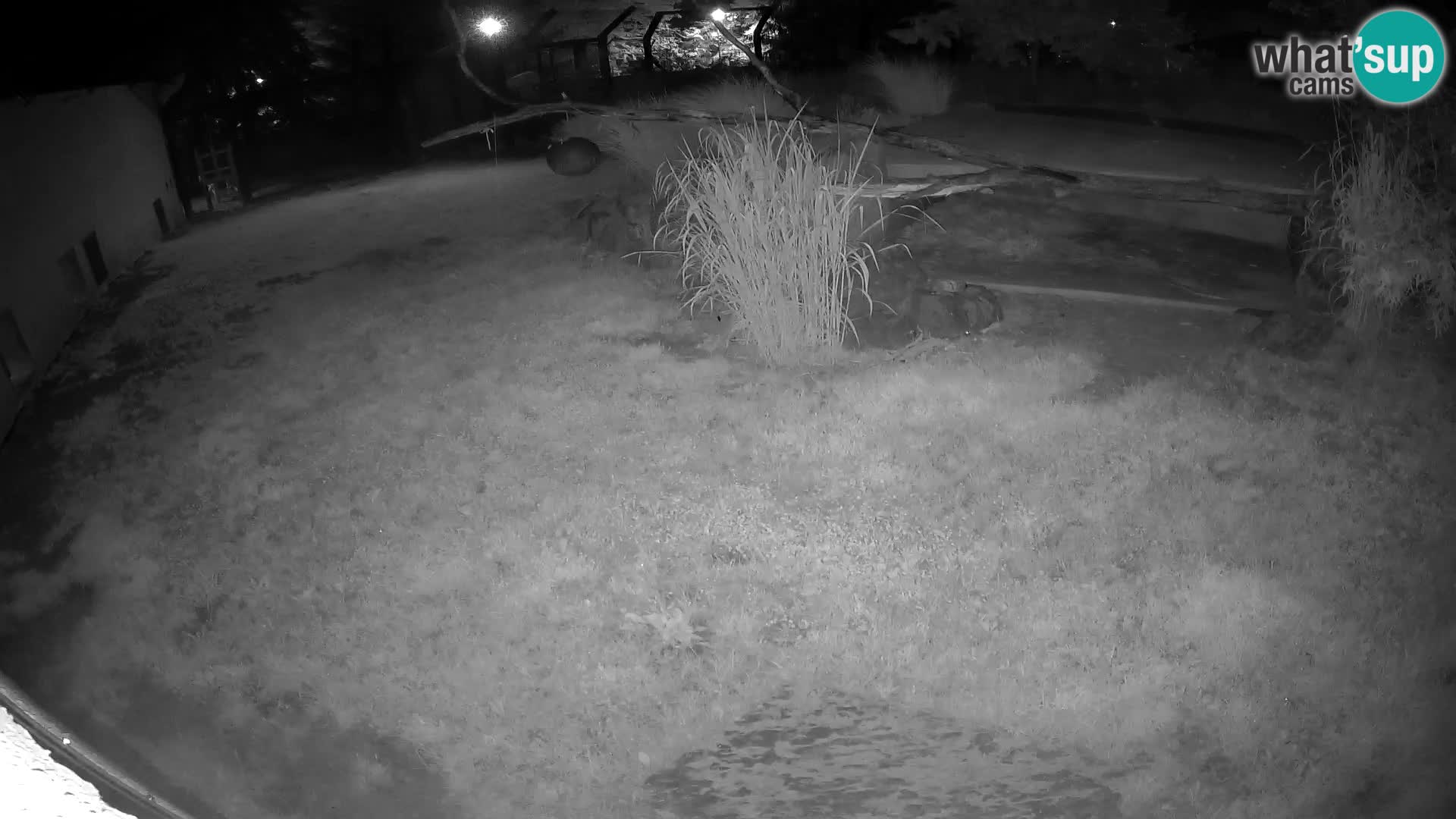 Löwe live Webcam im Zoo von Ljubljana – Slowenien