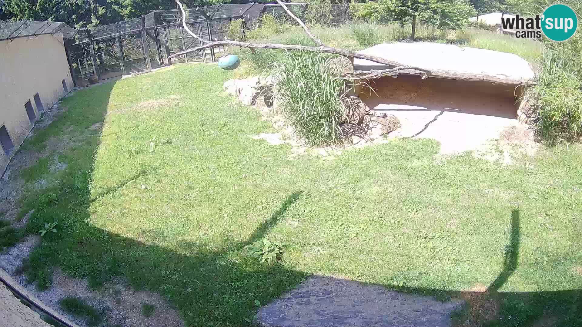 LION live Webcam in Ljubljana Zoo – Slovenia