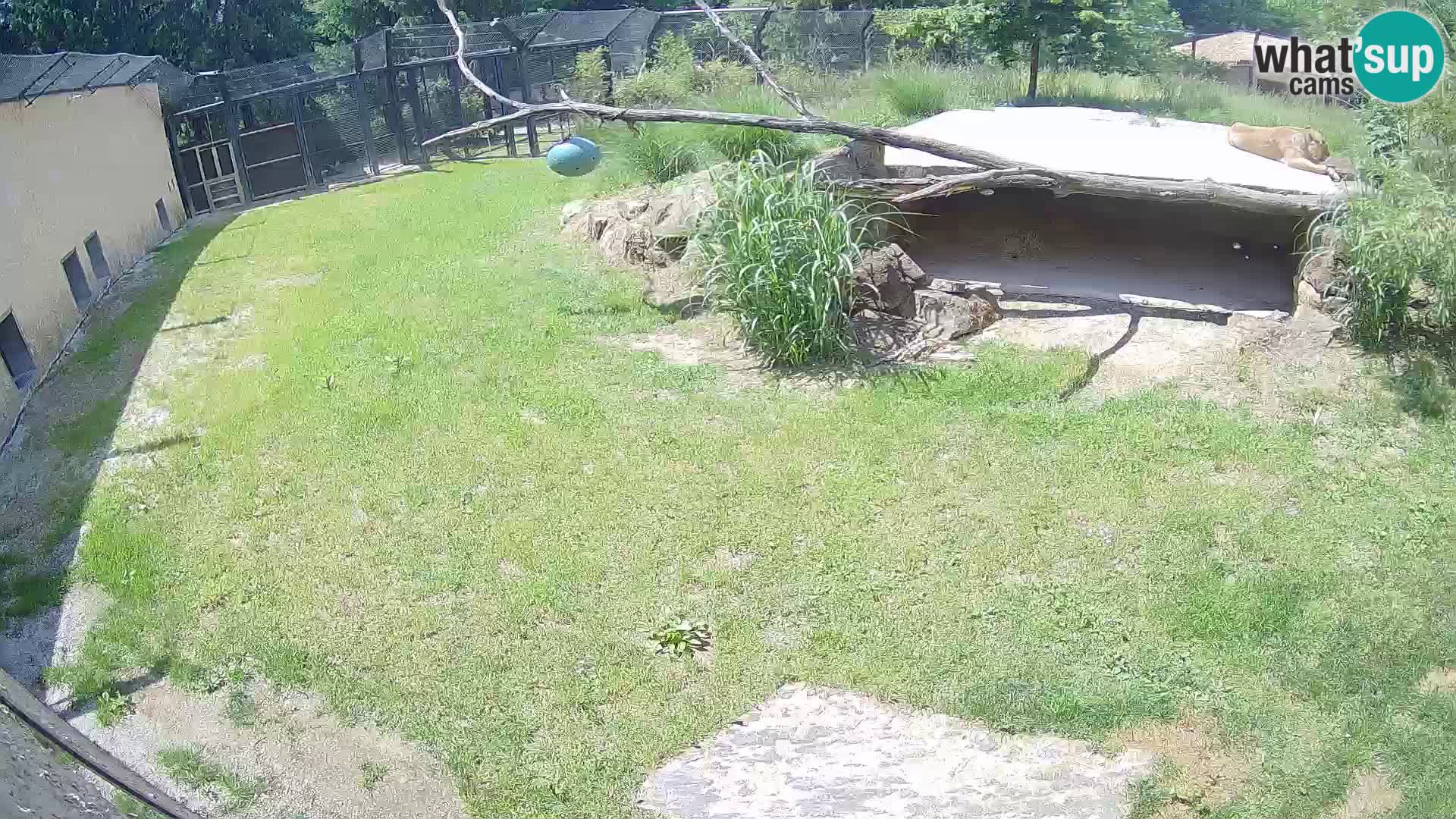 Löwe live Webcam im Zoo von Ljubljana – Slowenien