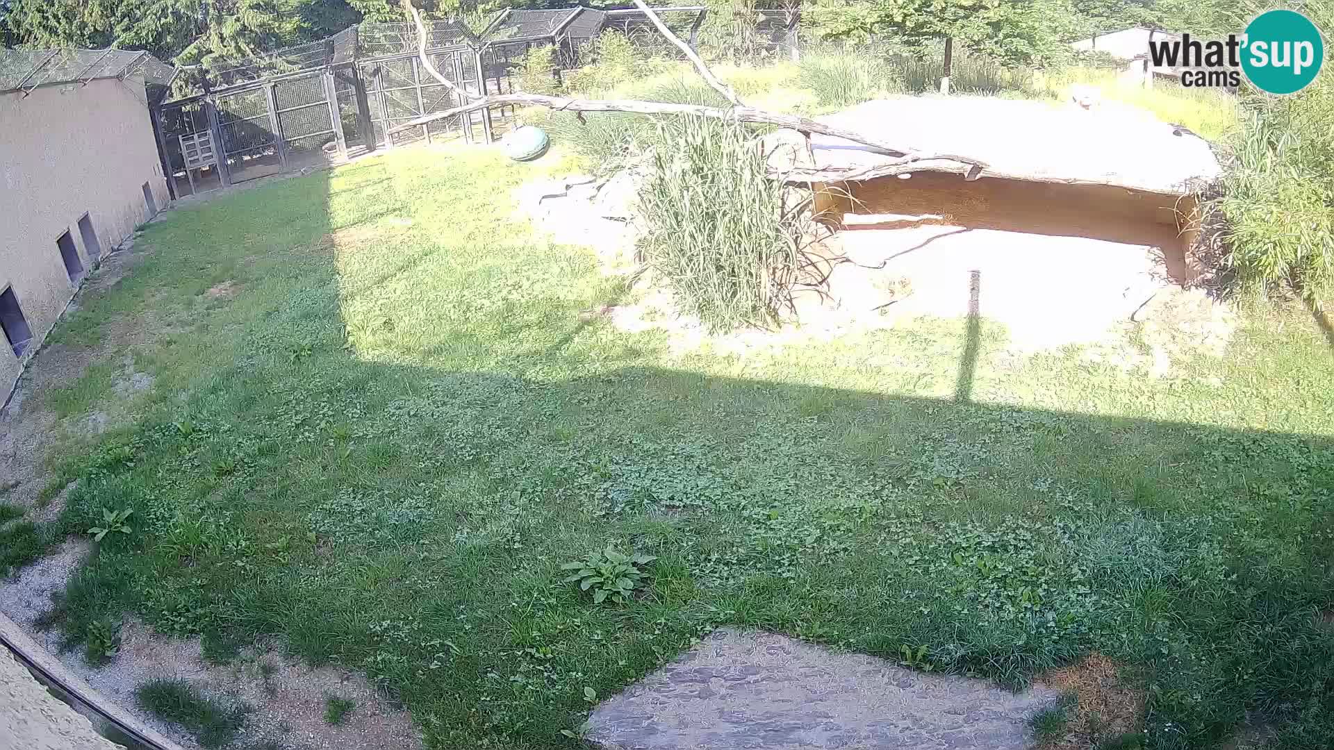 LEVI spletna kamera v živalskem vrtu Ljubljana Zoo