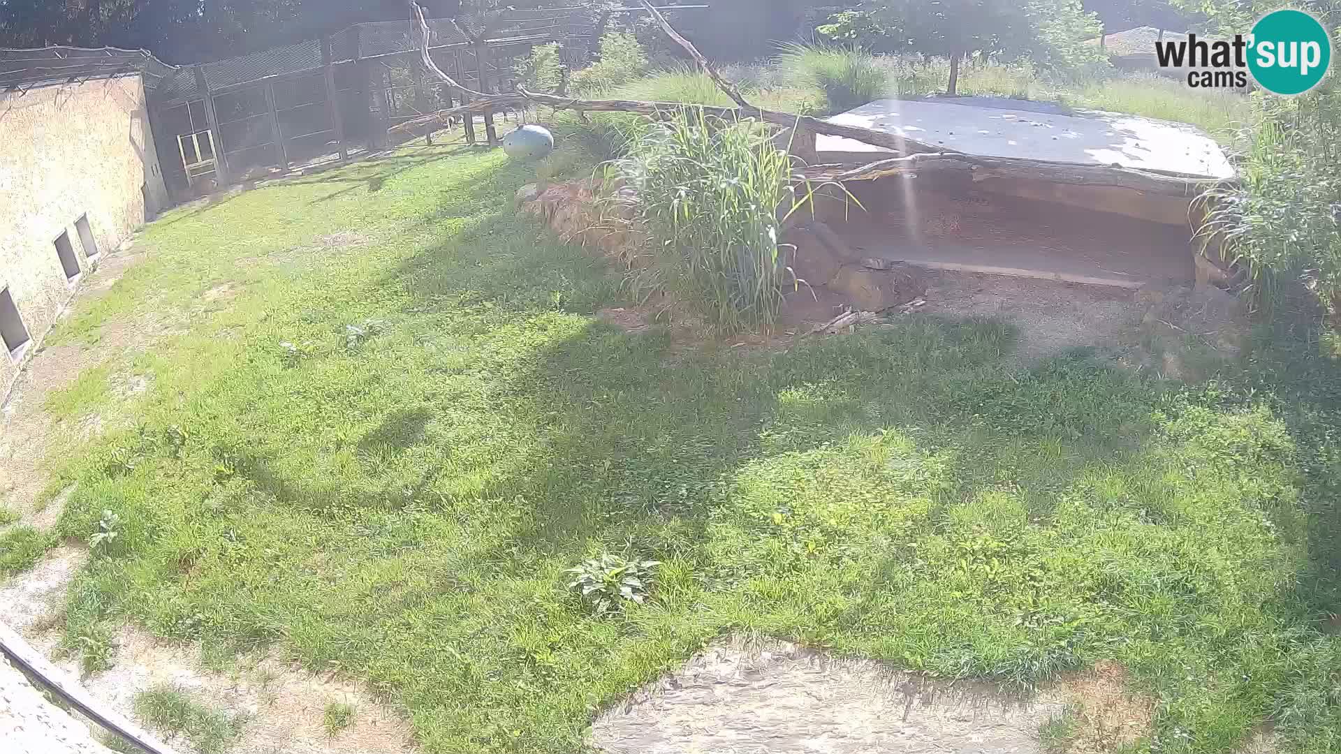 LEONE live Webcam nello zoo di Lubiana – Slovenia