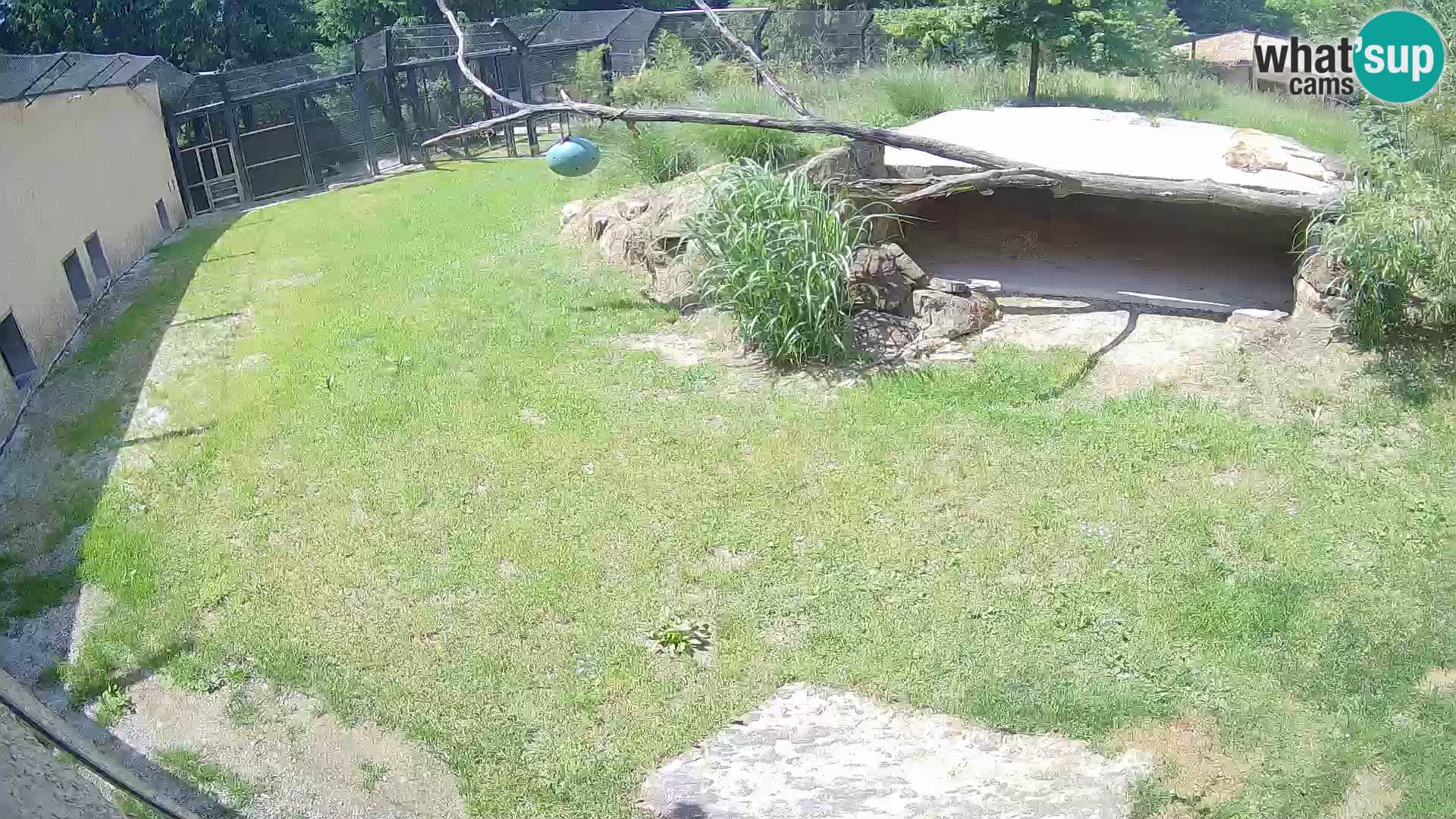 LEON Webcam en vivo en Ljubljana Zoo – Eslovenia