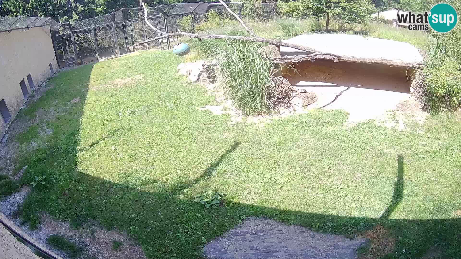 LION live Webcam in Ljubljana Zoo – Slovenia