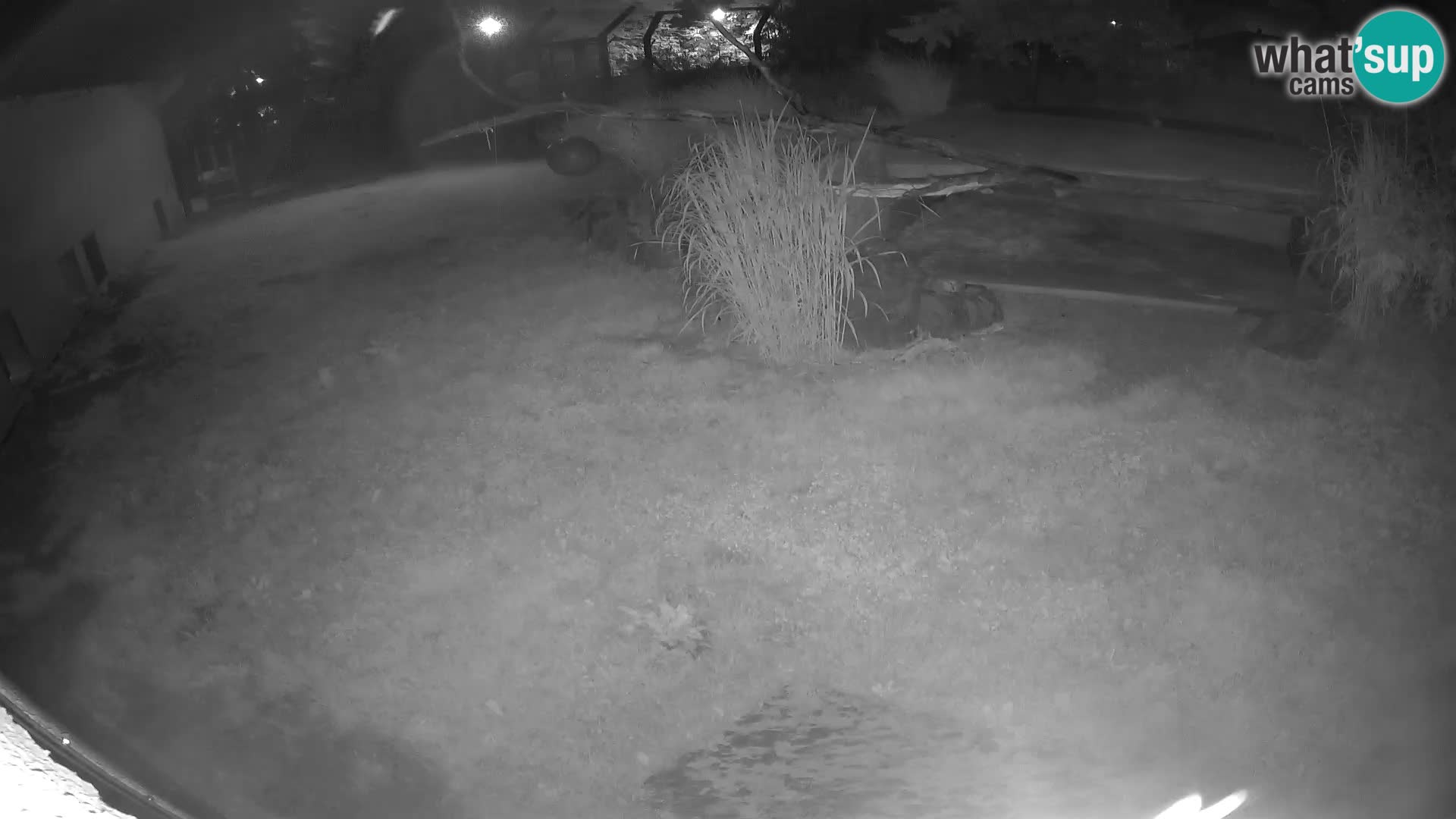 LION webcam en direct du zoo de Ljubljana – Slovénie