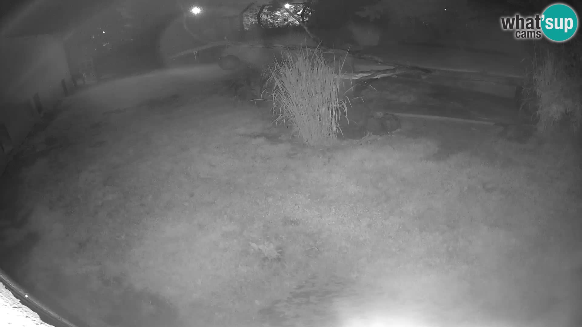 LION live Webcam in Ljubljana Zoo – Slovenia