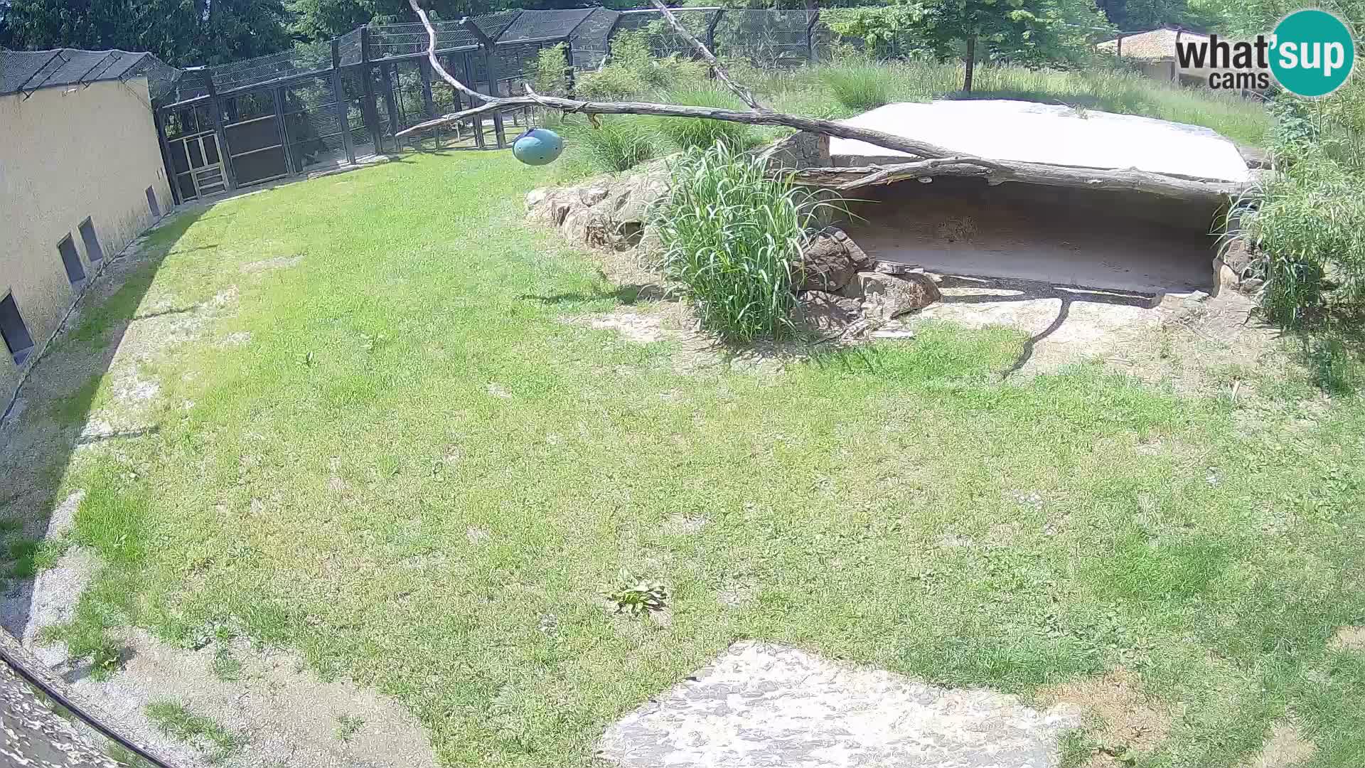 LEON Webcam en vivo en Ljubljana Zoo – Eslovenia