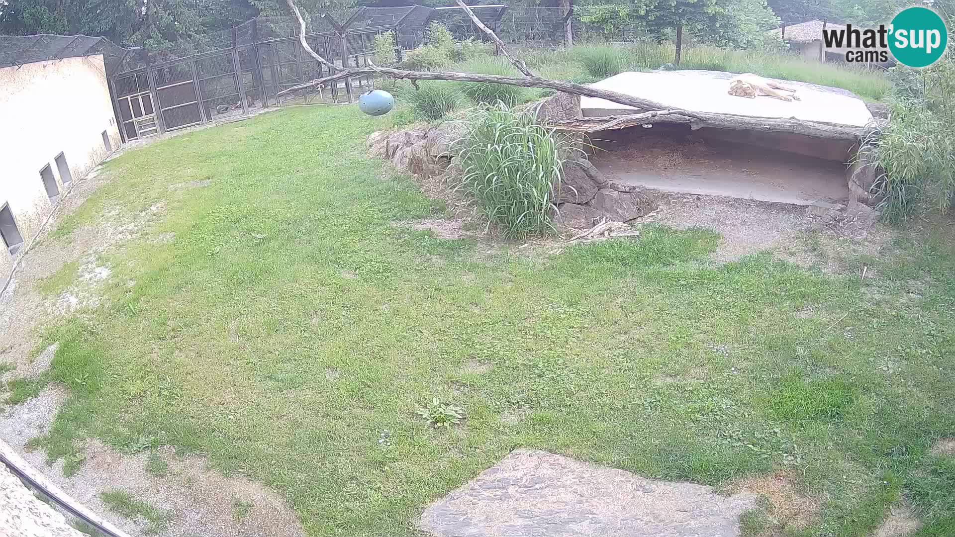 LION webcam en direct du zoo de Ljubljana – Slovénie