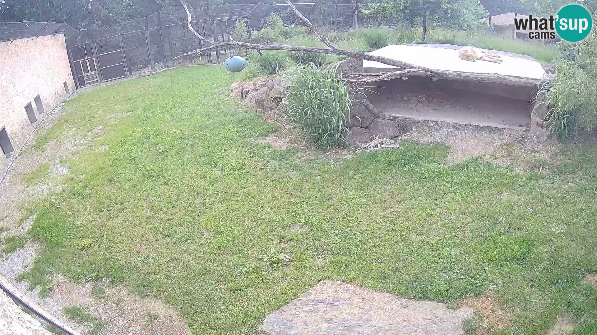 LEON Webcam en vivo en Ljubljana Zoo – Eslovenia