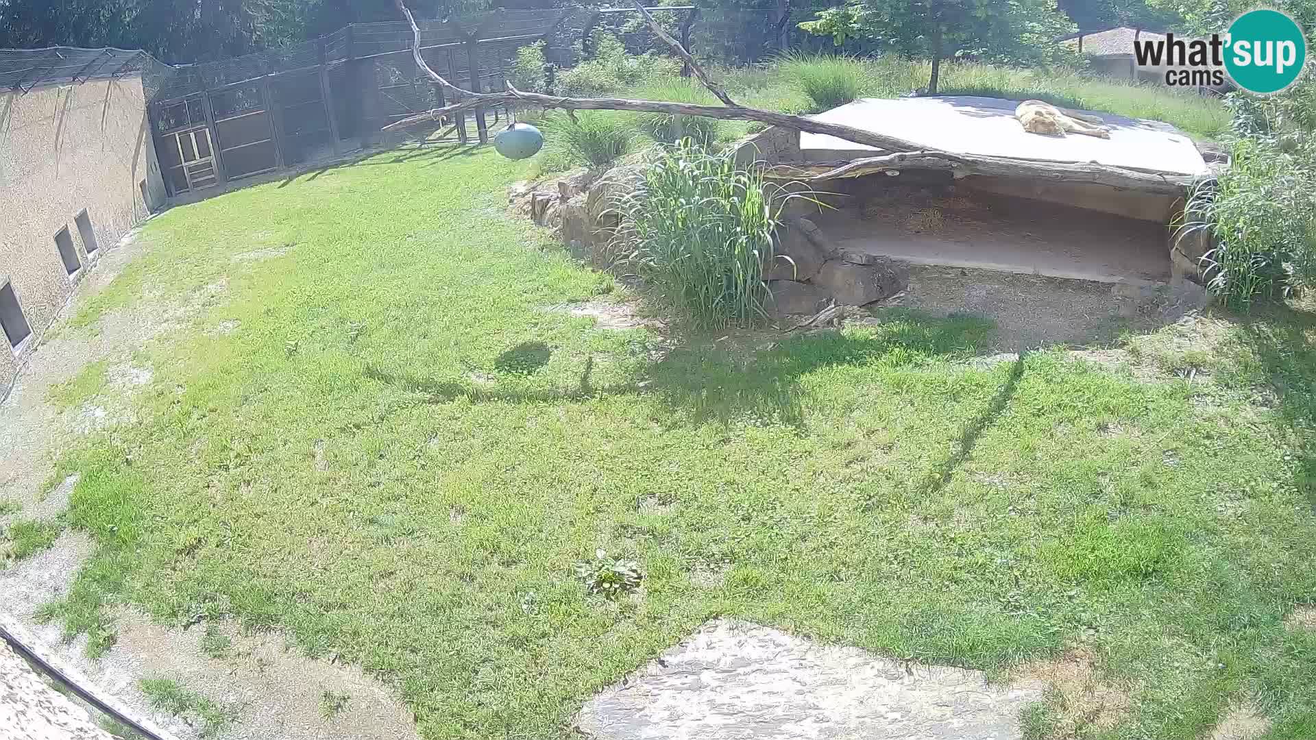 LEON Webcam en vivo en Ljubljana Zoo – Eslovenia