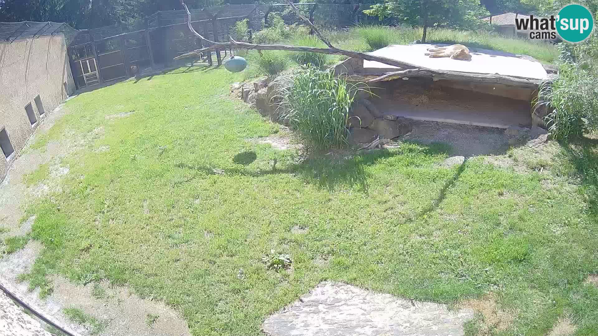 LEON Webcam en vivo en Ljubljana Zoo – Eslovenia