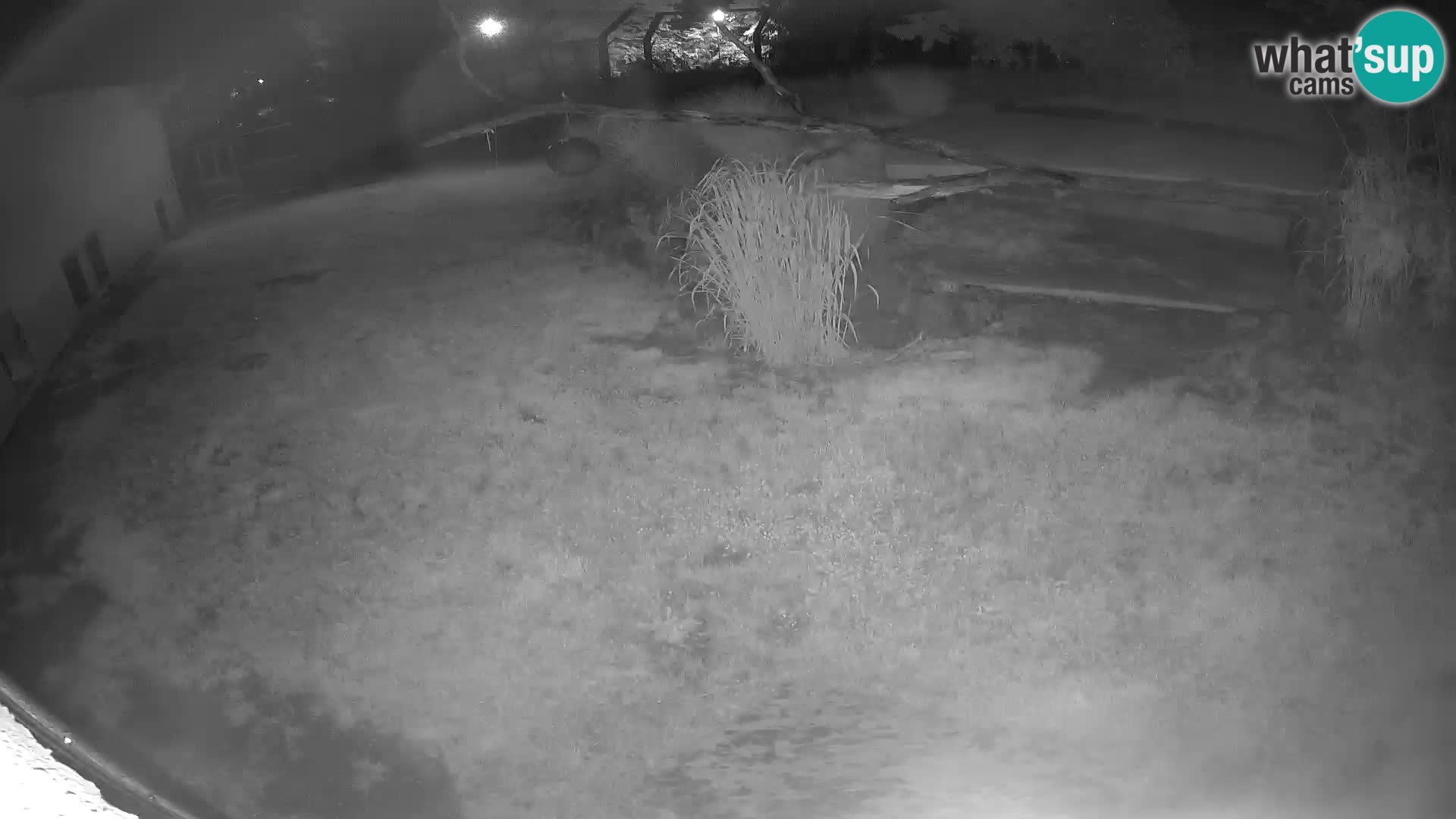 LEONE live Webcam nello zoo di Lubiana – Slovenia