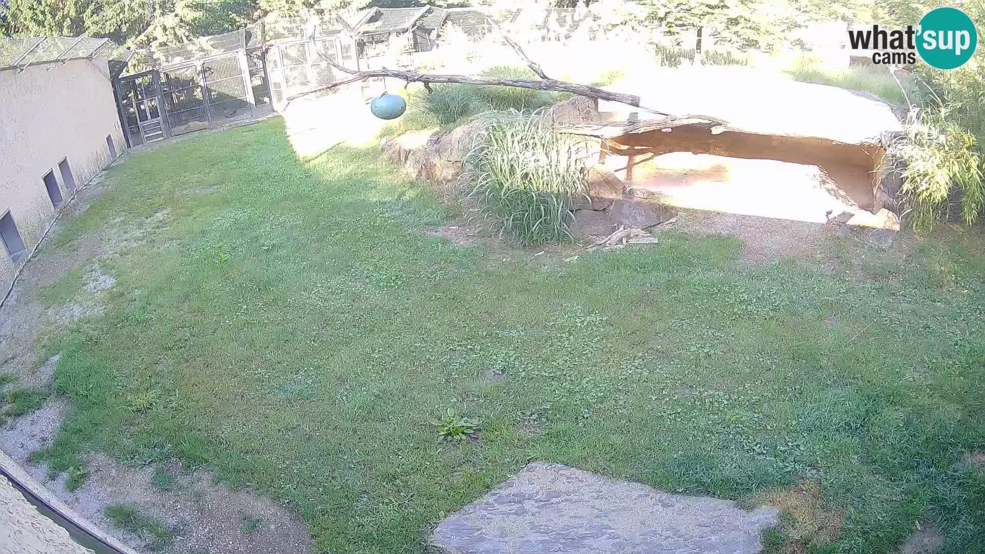 LEONE live Webcam nello zoo di Lubiana – Slovenia