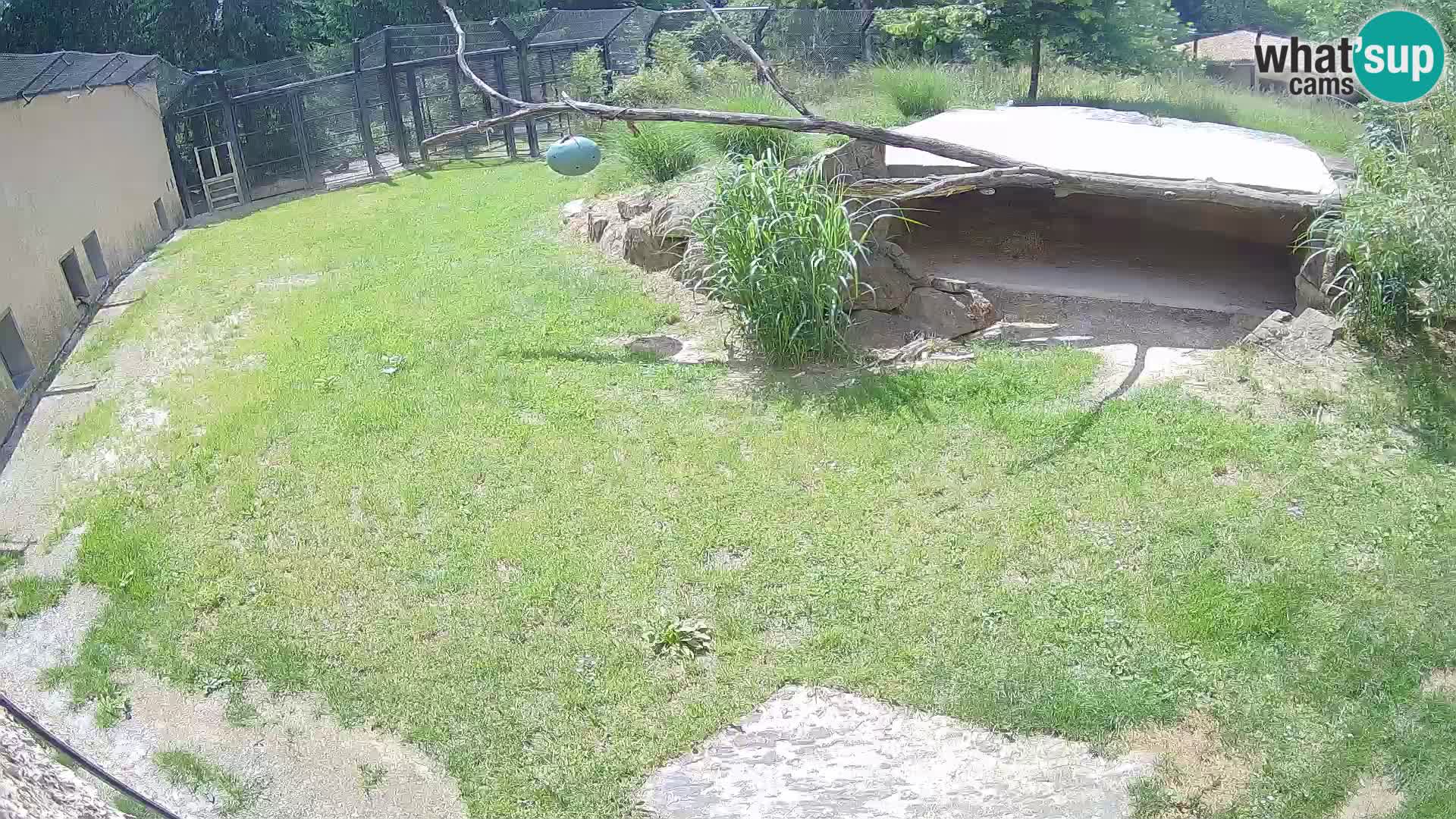 LEVI spletna kamera v živalskem vrtu Ljubljana Zoo