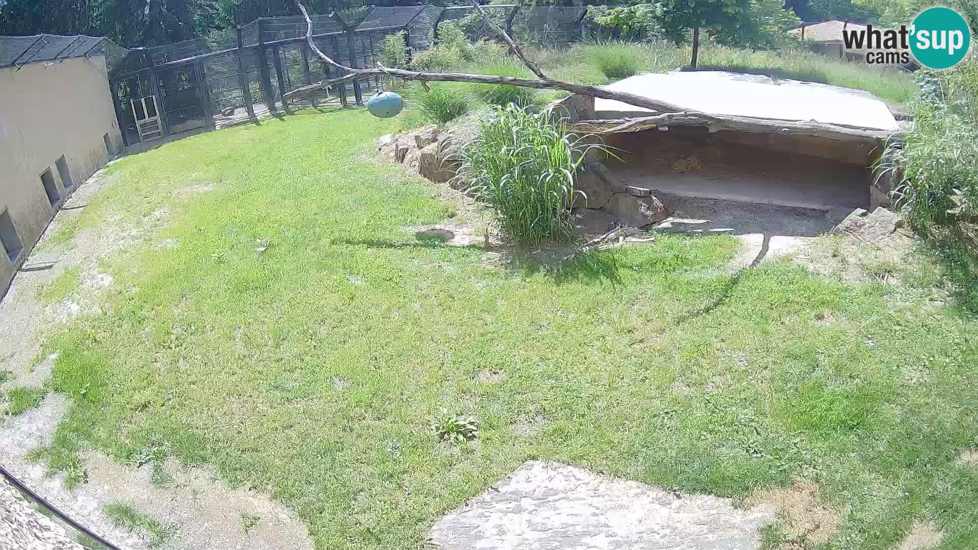 LEON Webcam en vivo en Ljubljana Zoo – Eslovenia