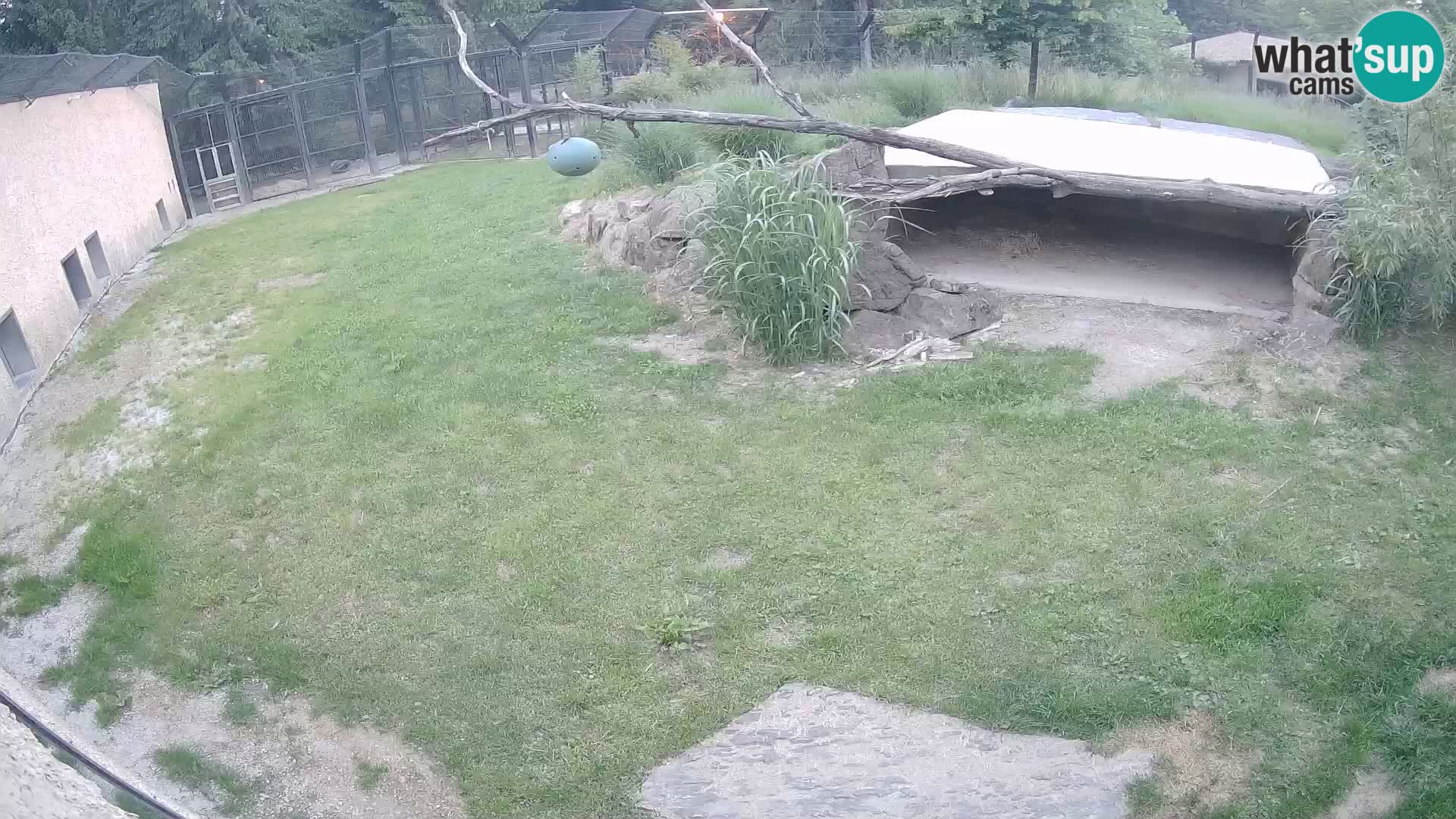 LEON Webcam en vivo en Ljubljana Zoo – Eslovenia