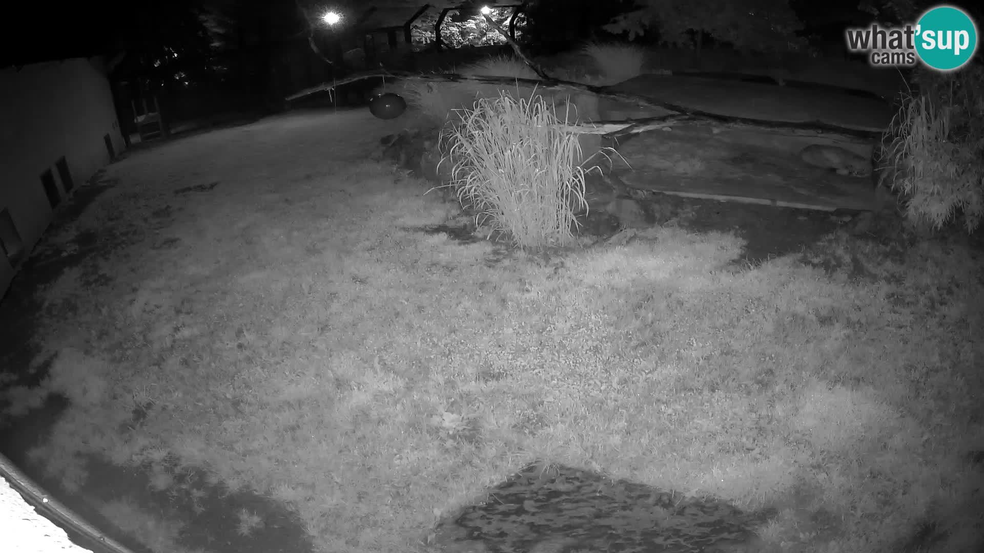 Löwe live Webcam im Zoo von Ljubljana – Slowenien