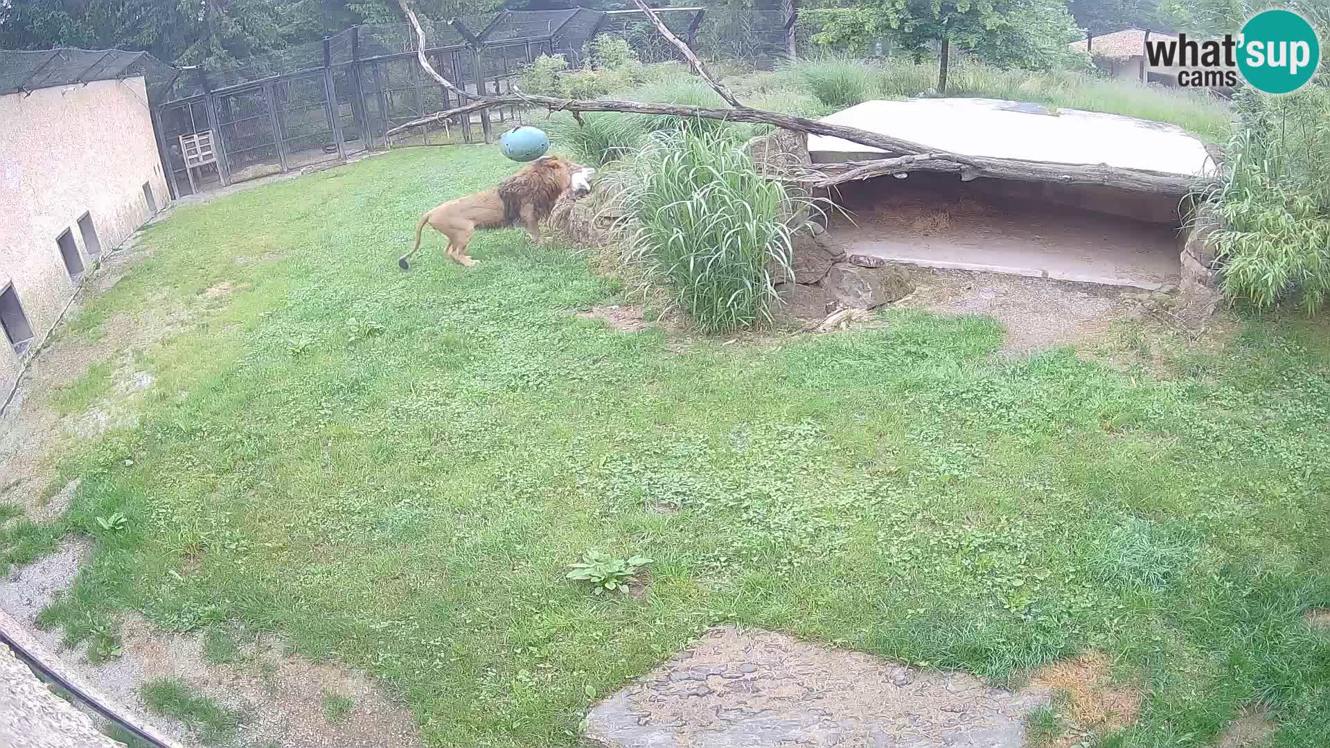 Lavovi web kamera uživo u ljubljanskom zoološkom vrtu – Slovenija