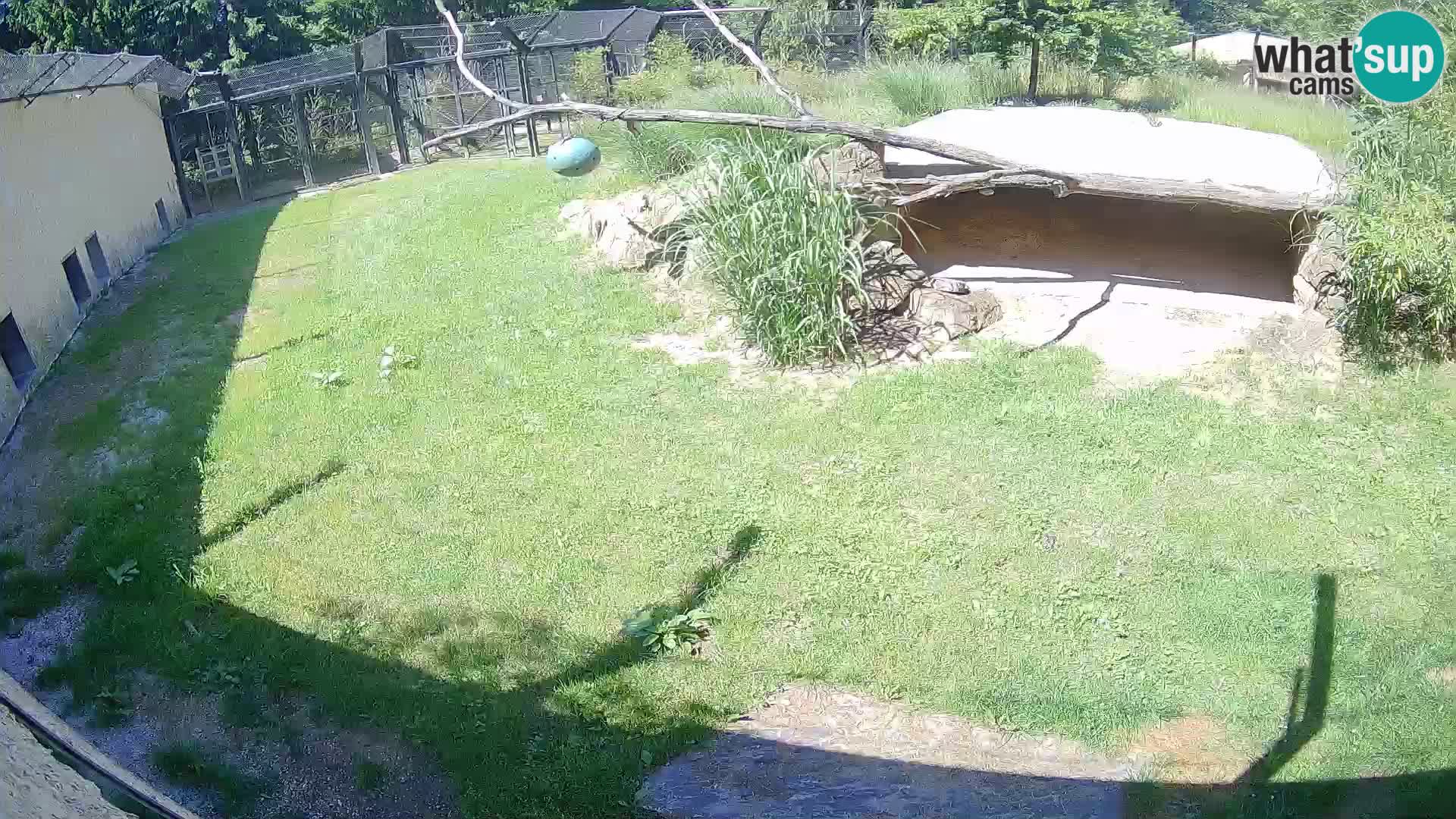 Lavovi web kamera uživo u ljubljanskom zoološkom vrtu – Slovenija
