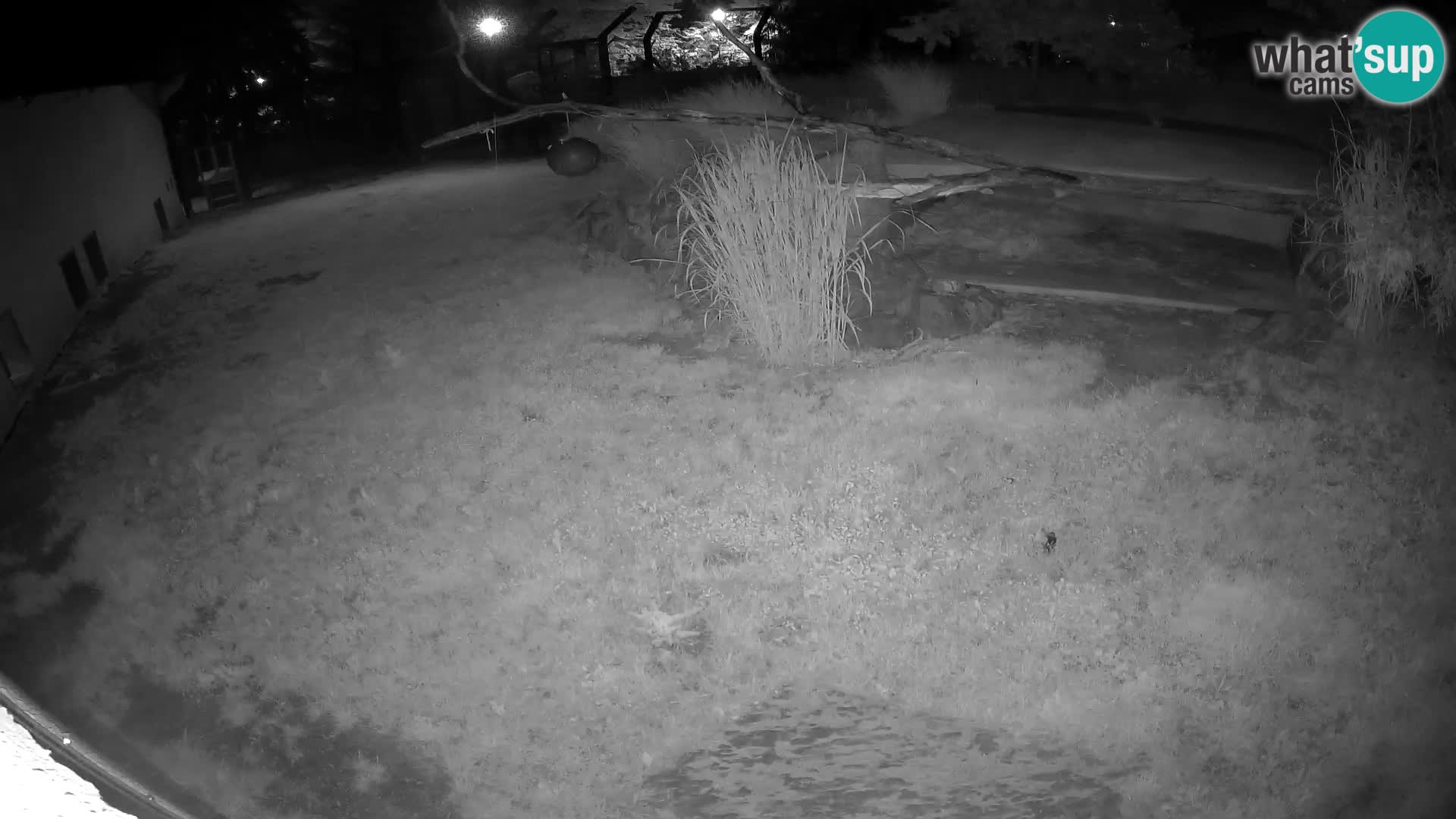 LEON Webcam en vivo en Ljubljana Zoo – Eslovenia