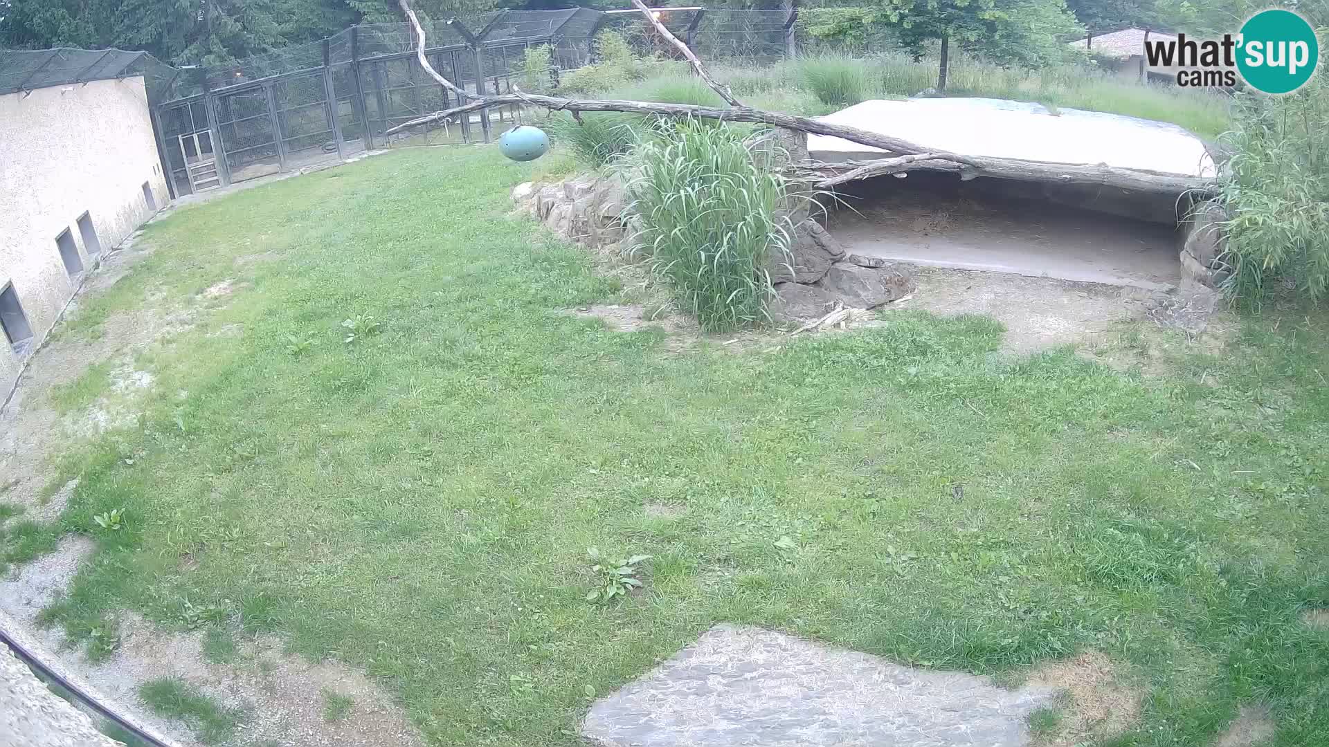 LION live Webcam in Ljubljana Zoo – Slovenia
