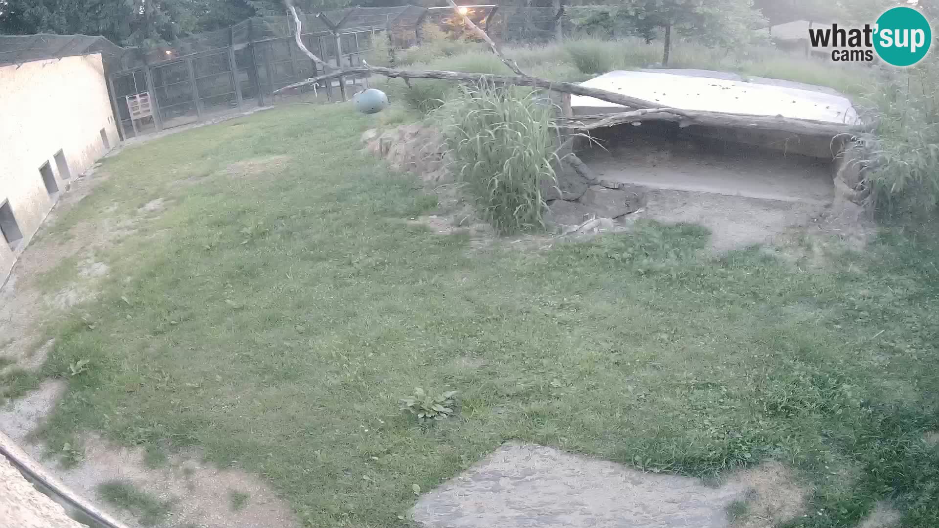 Löwe live Webcam im Zoo von Ljubljana – Slowenien