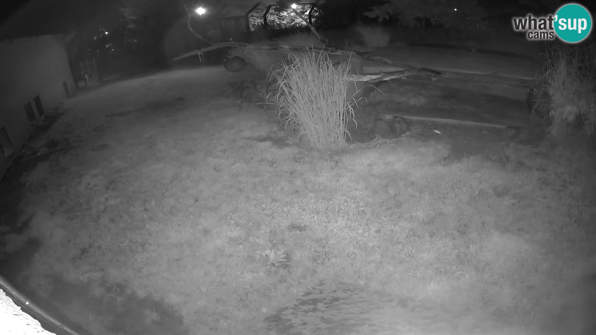 LEON Webcam en vivo en Ljubljana Zoo – Eslovenia