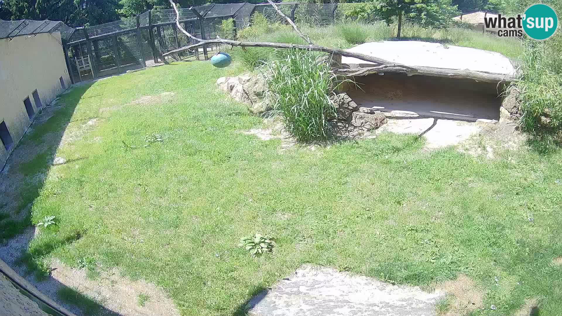 LION webcam en direct du zoo de Ljubljana – Slovénie