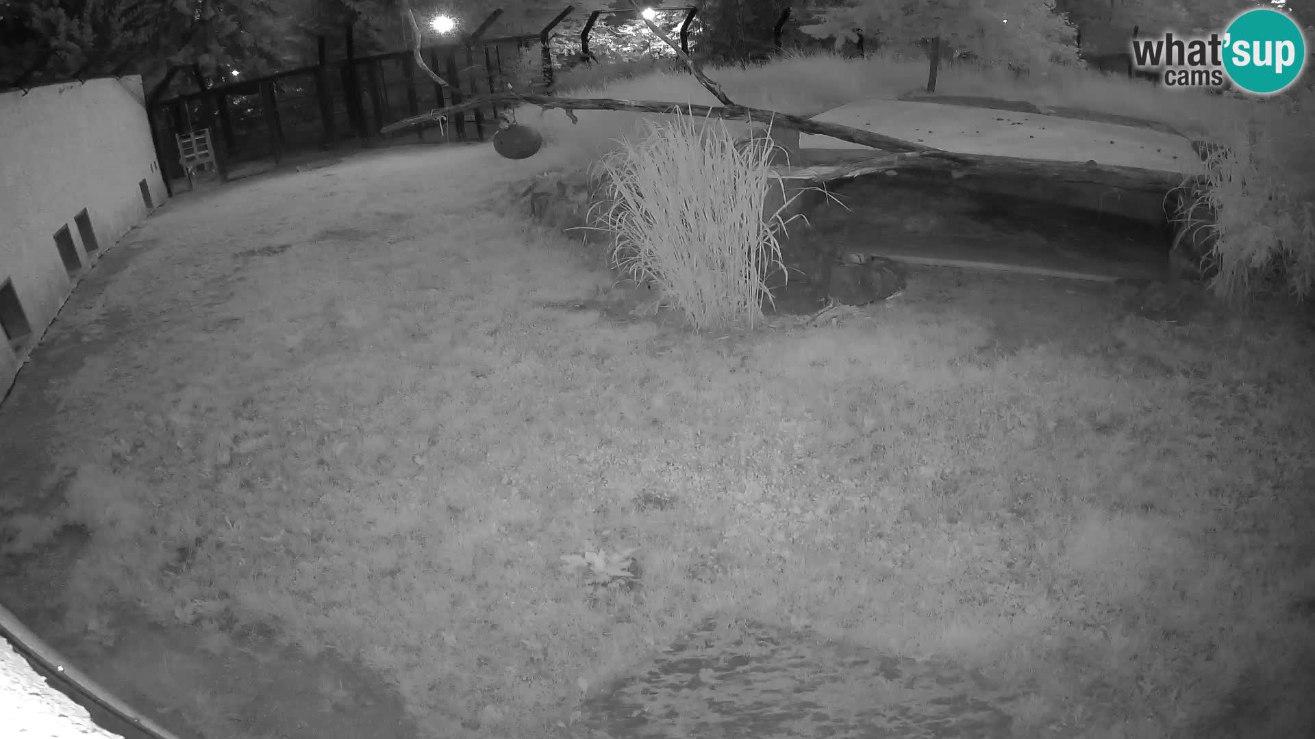 Löwe live Webcam im Zoo von Ljubljana – Slowenien