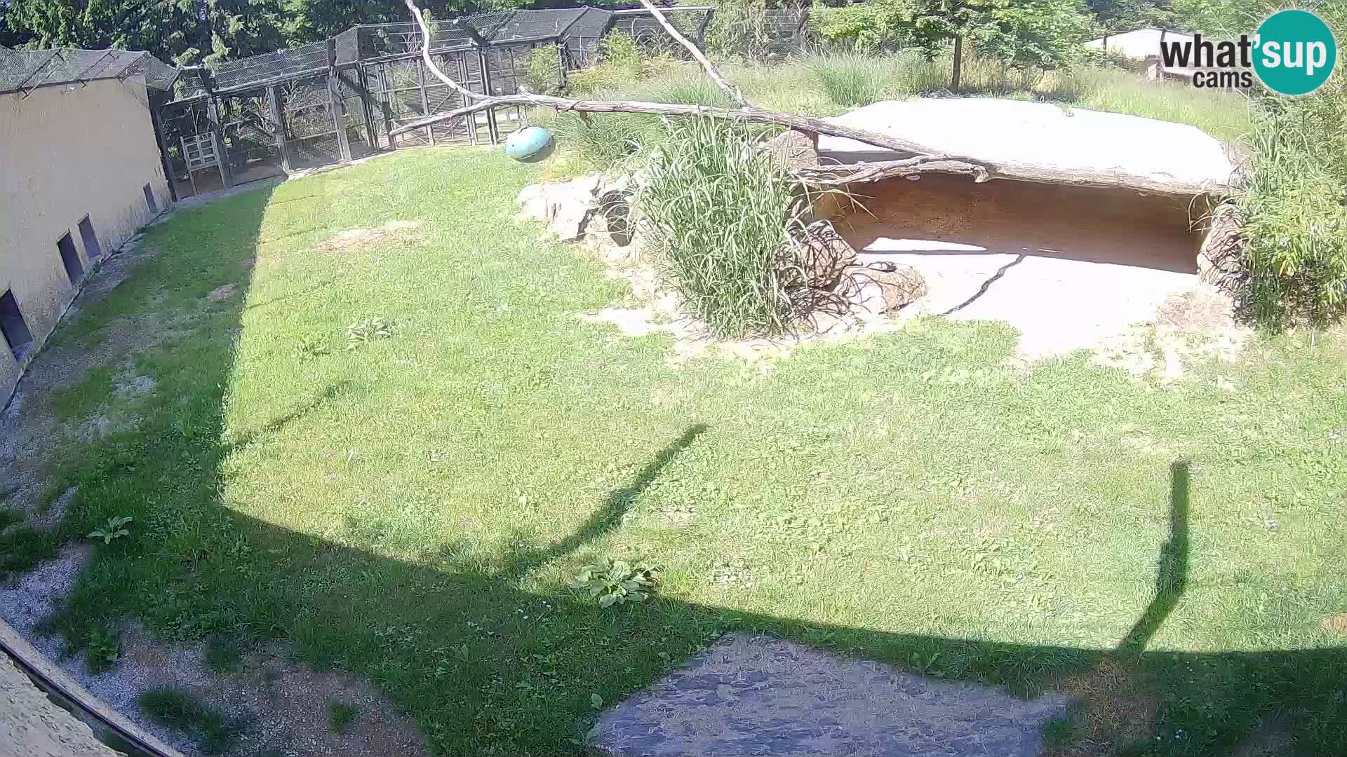 LION live Webcam in Ljubljana Zoo – Slovenia