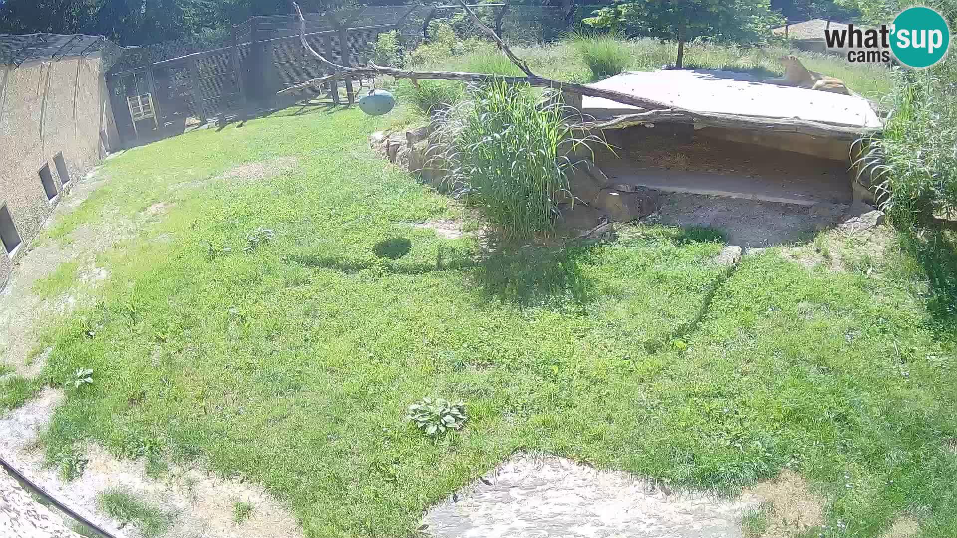 Lavovi web kamera uživo u ljubljanskom zoološkom vrtu – Slovenija