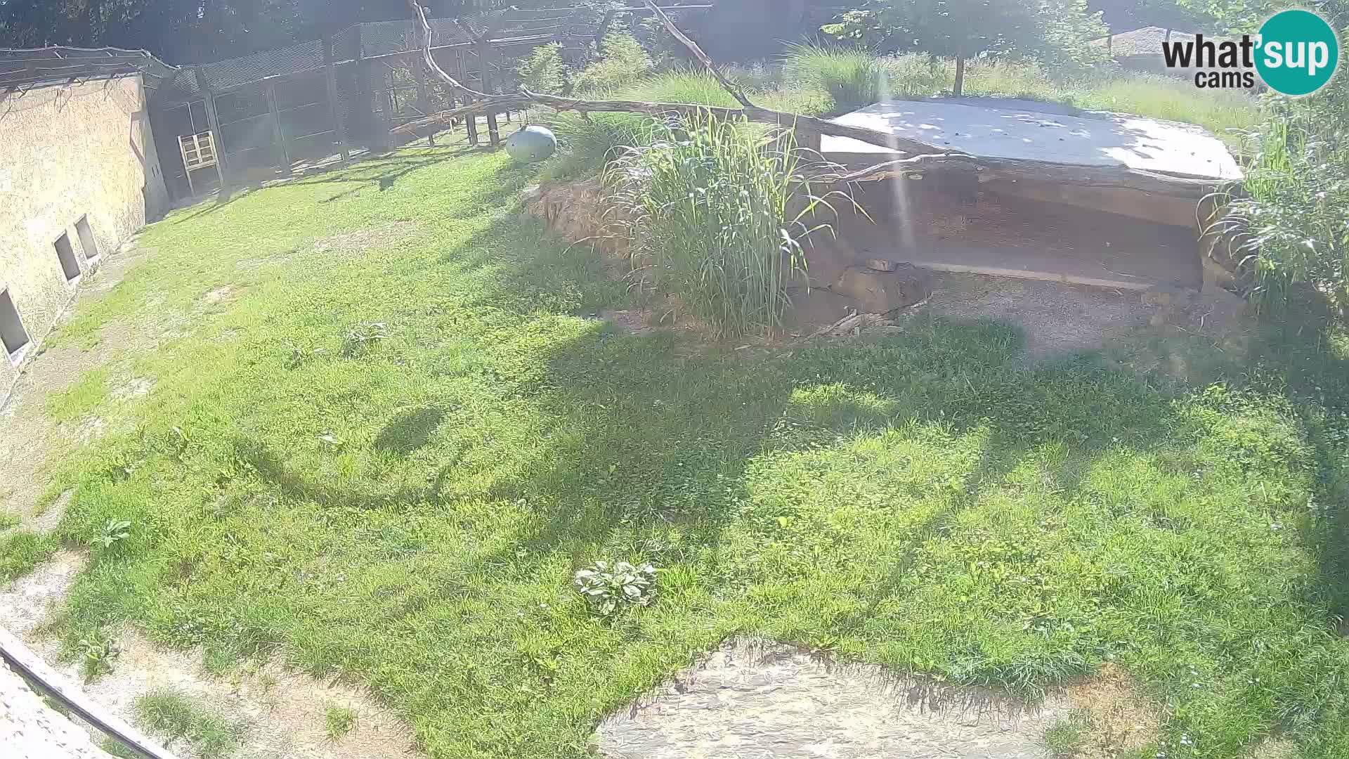 LION webcam en direct du zoo de Ljubljana – Slovénie