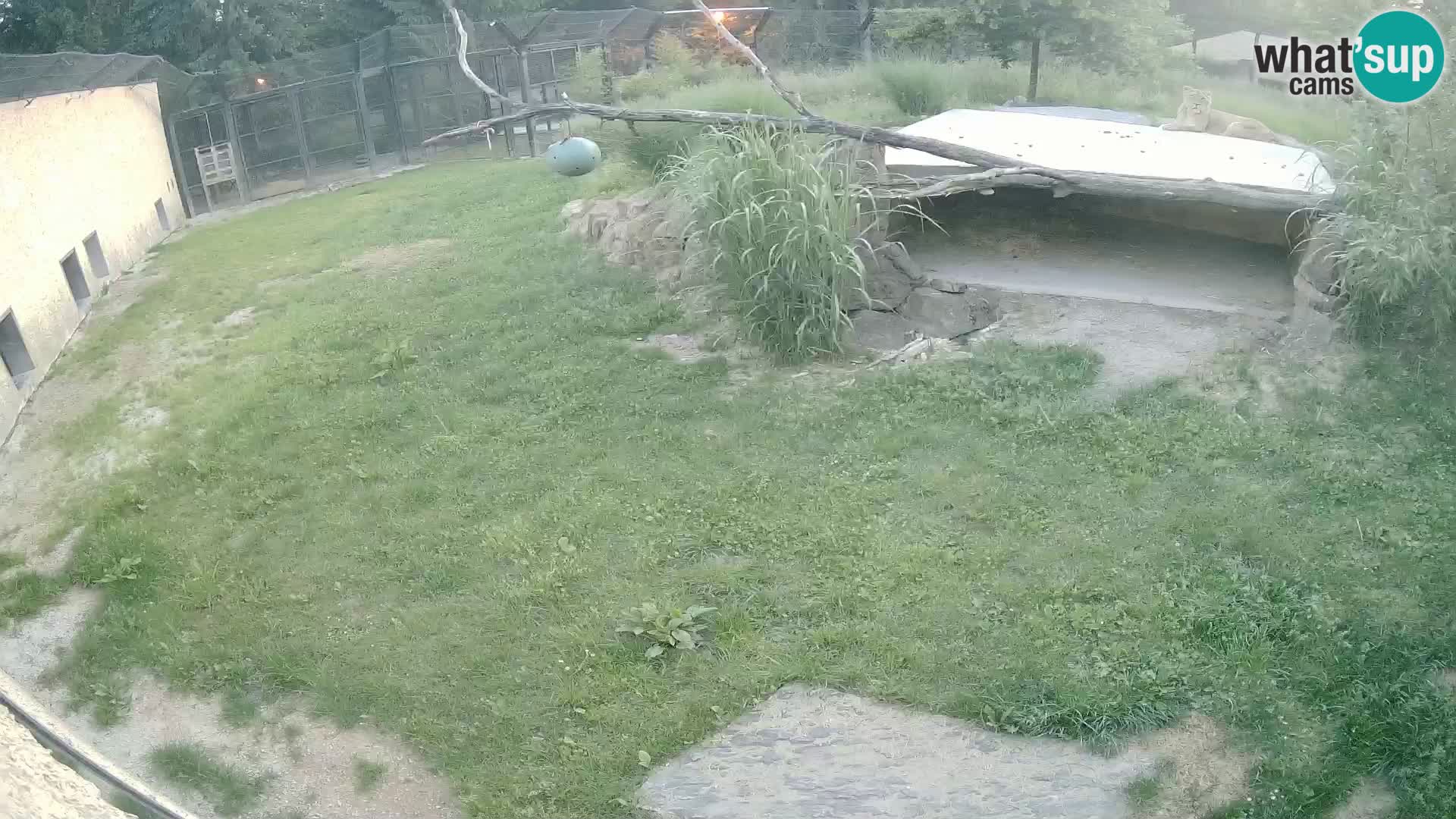 LION webcam en direct du zoo de Ljubljana – Slovénie