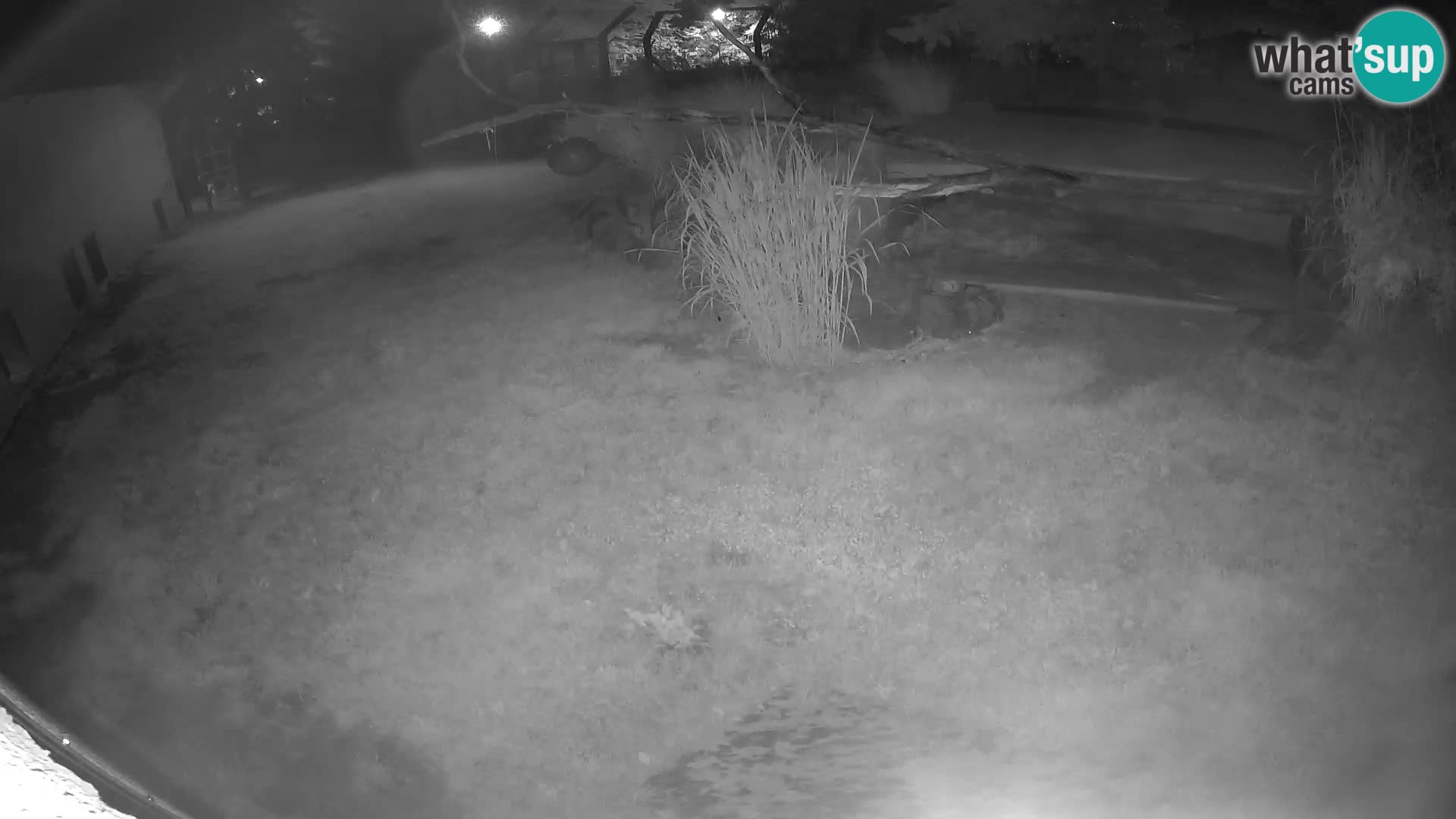 LION live Webcam in Ljubljana Zoo – Slovenia