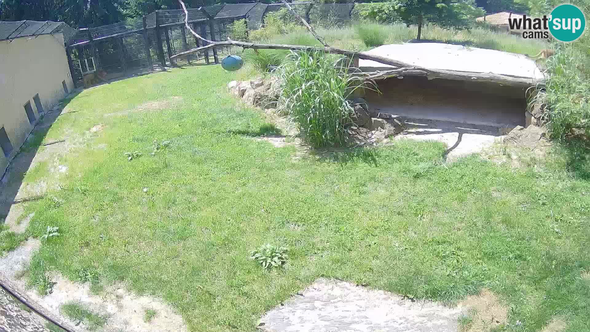 LION live Webcam in Ljubljana Zoo – Slovenia