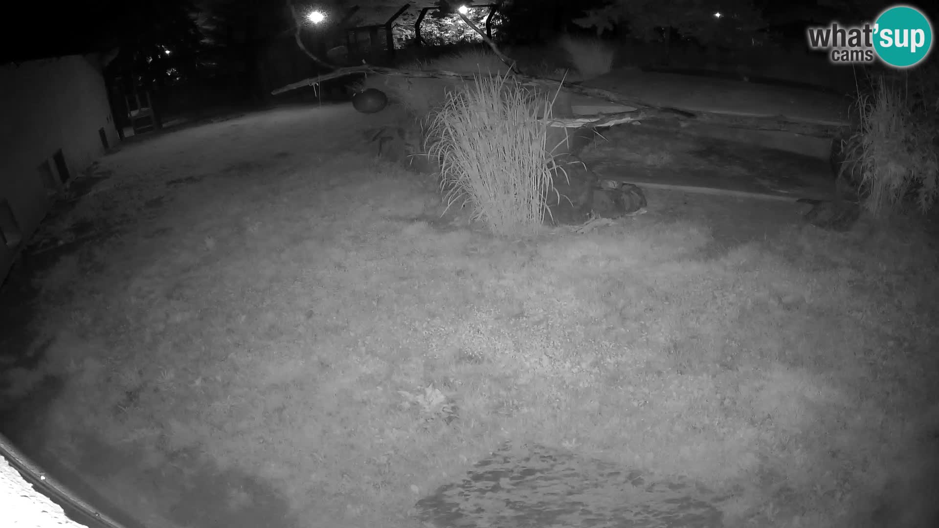Löwe live Webcam im Zoo von Ljubljana – Slowenien