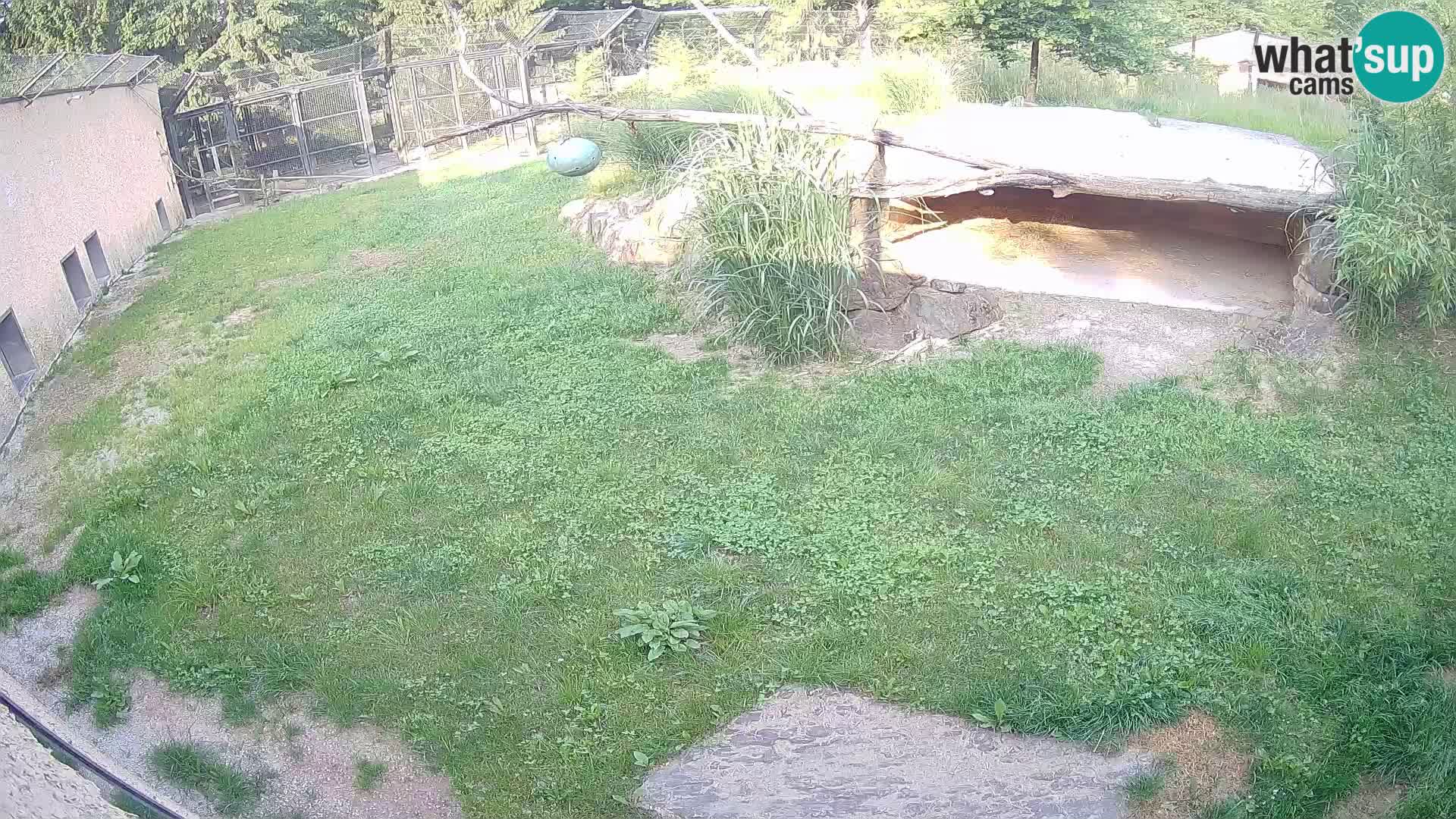 Löwe live Webcam im Zoo von Ljubljana – Slowenien