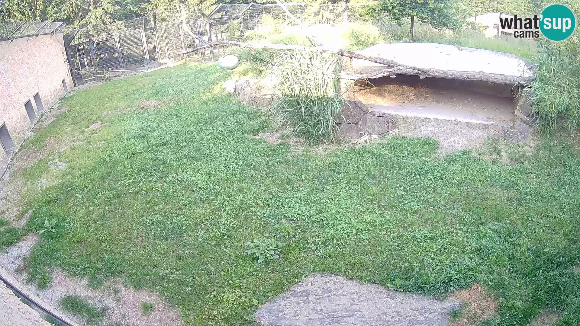 Lavovi web kamera uživo u ljubljanskom zoološkom vrtu – Slovenija