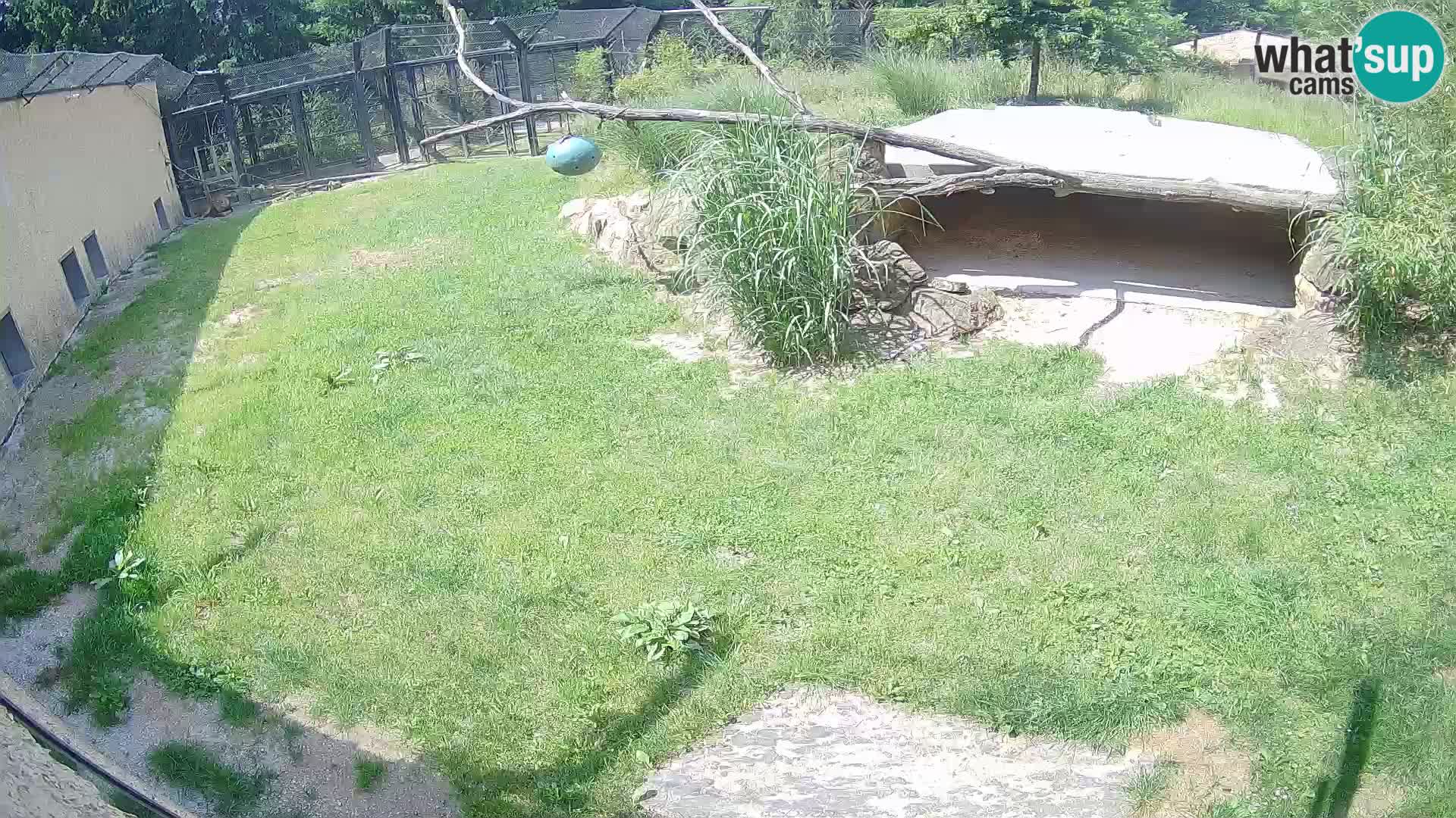 LEON Webcam en vivo en Ljubljana Zoo – Eslovenia