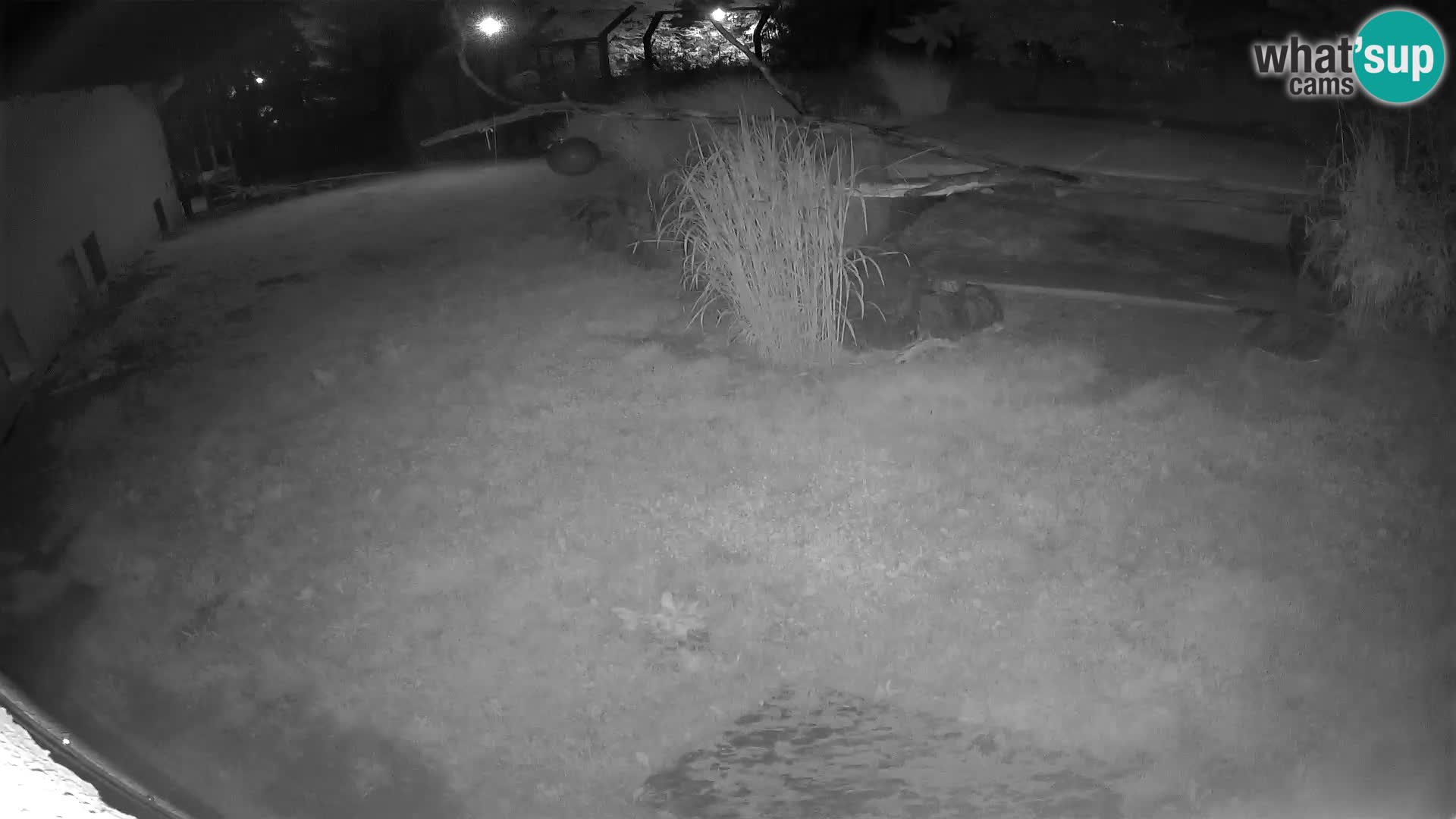LEON Webcam en vivo en Ljubljana Zoo – Eslovenia