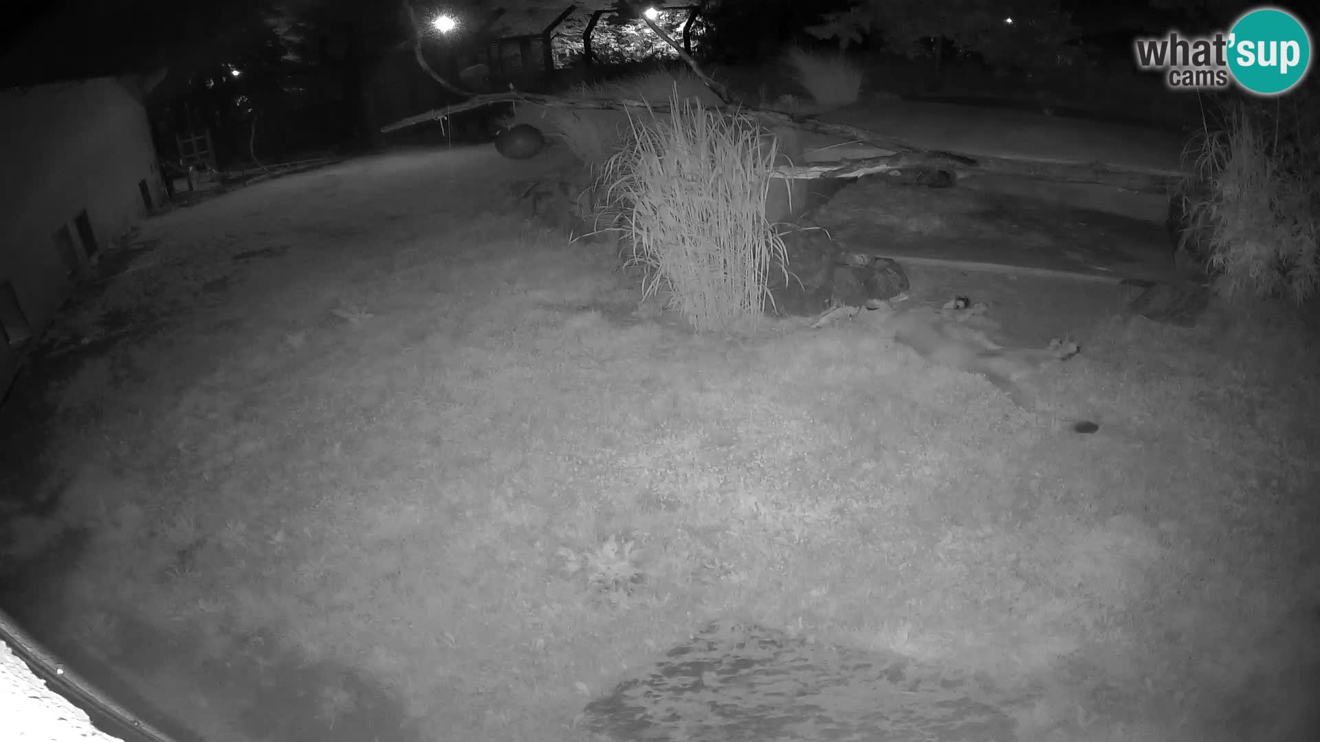 Löwe live Webcam im Zoo von Ljubljana – Slowenien