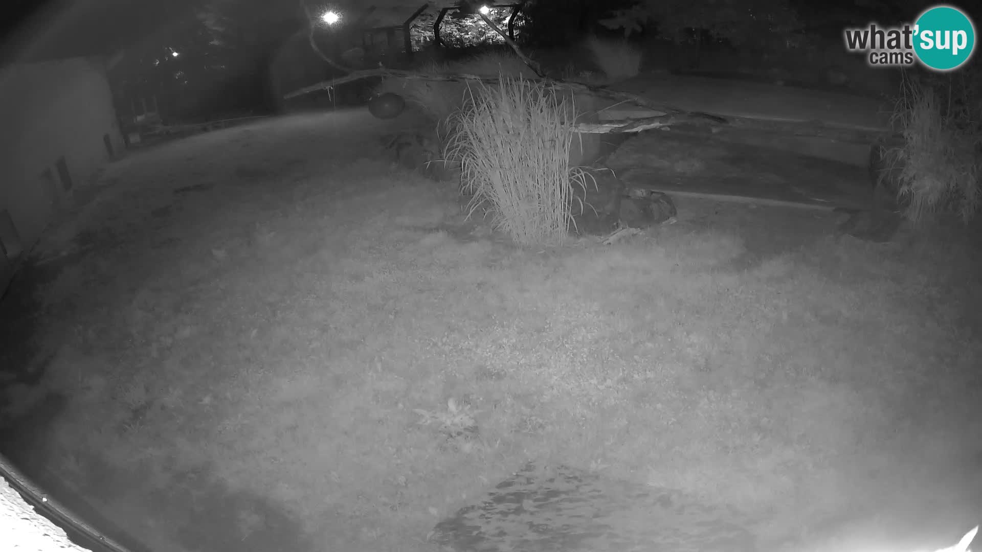 Löwe live Webcam im Zoo von Ljubljana – Slowenien