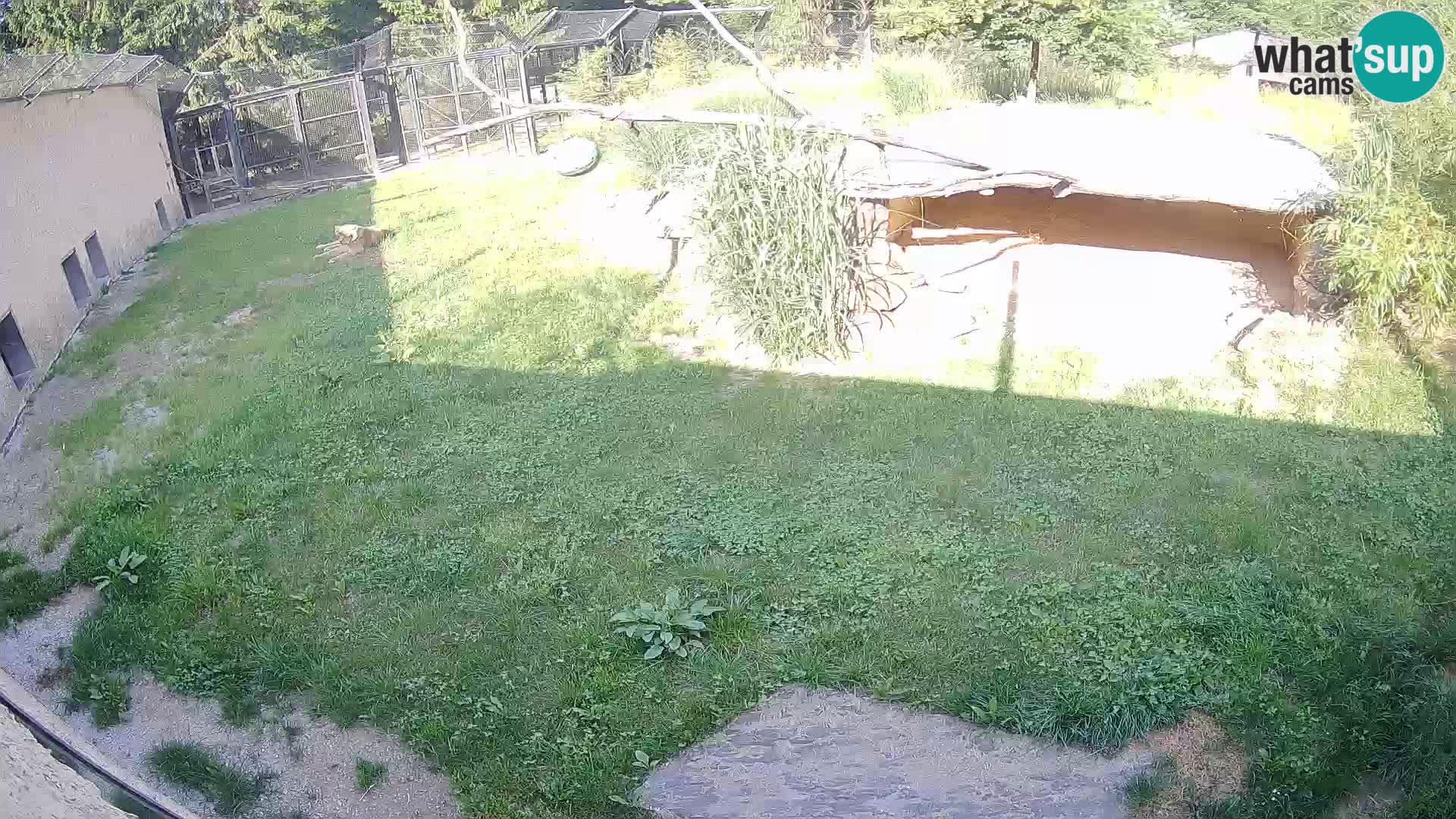 Lavovi web kamera uživo u ljubljanskom zoološkom vrtu – Slovenija