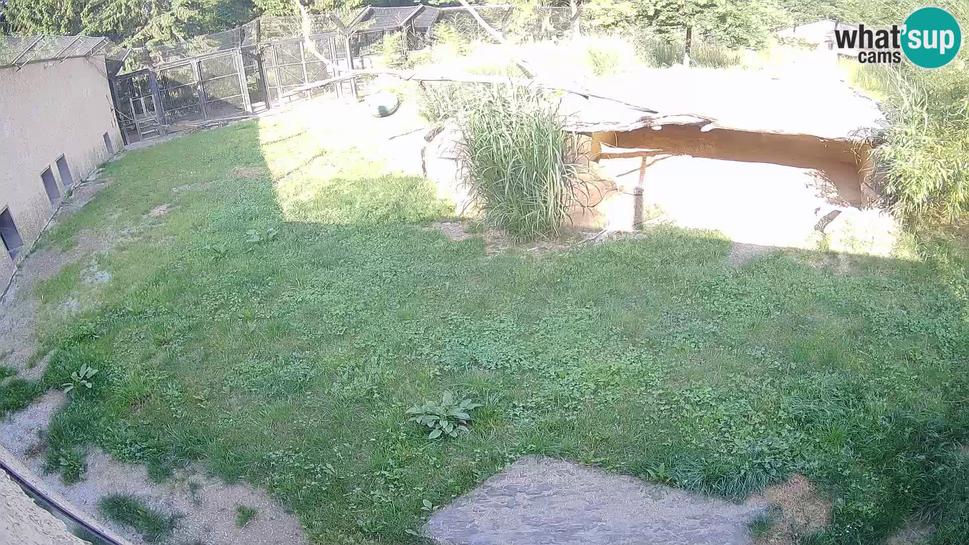 LION live Webcam in Ljubljana Zoo – Slovenia