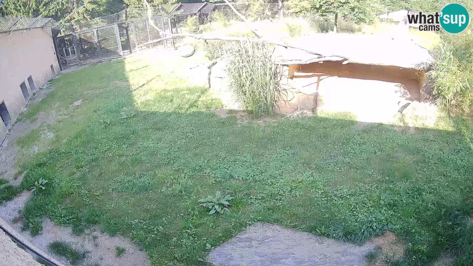 Löwe live Webcam im Zoo von Ljubljana – Slowenien