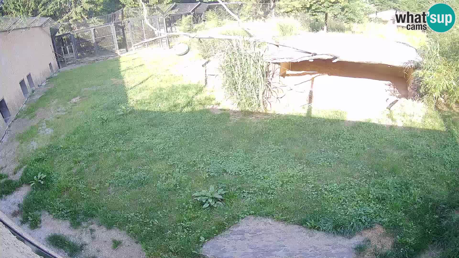 LION webcam en direct du zoo de Ljubljana – Slovénie